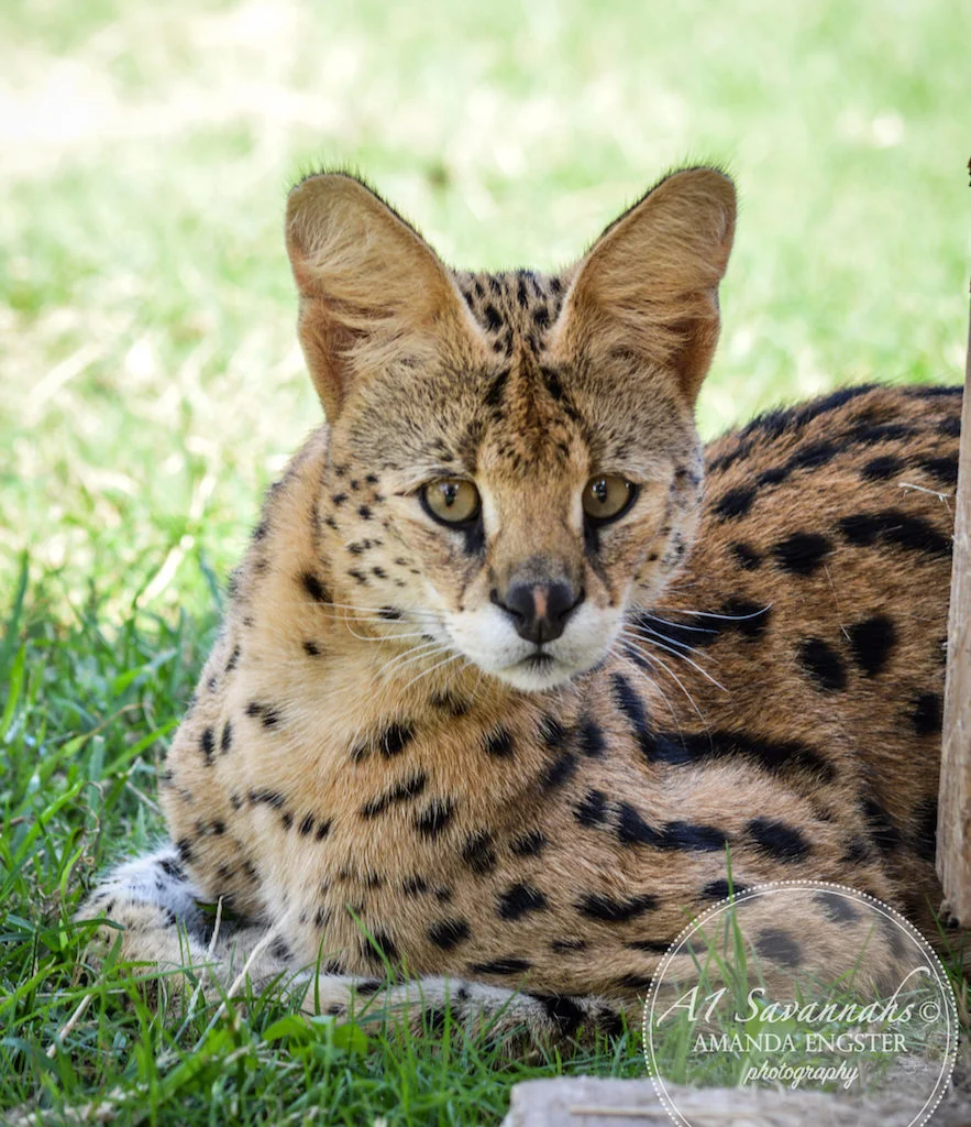 A1Savannahs Cheetah Male Serval Cat - Savannah Cats and Kittens For Sale 