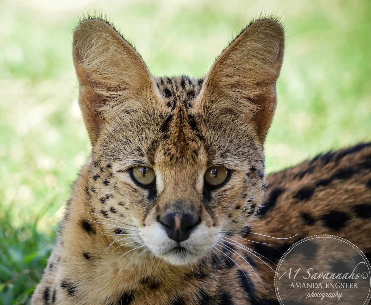 A1Savannahs Cheetah Male Serval Cat - Savannah Cats and Kittens For Sale 