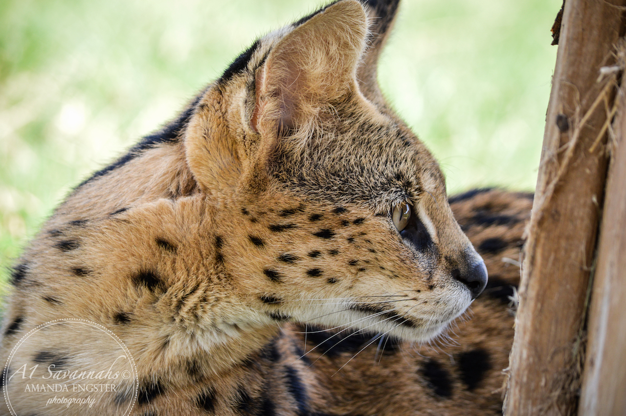A1Savannahs Cheetah Male Serval Cat - Savannah Cats and Kittens For Sale 
