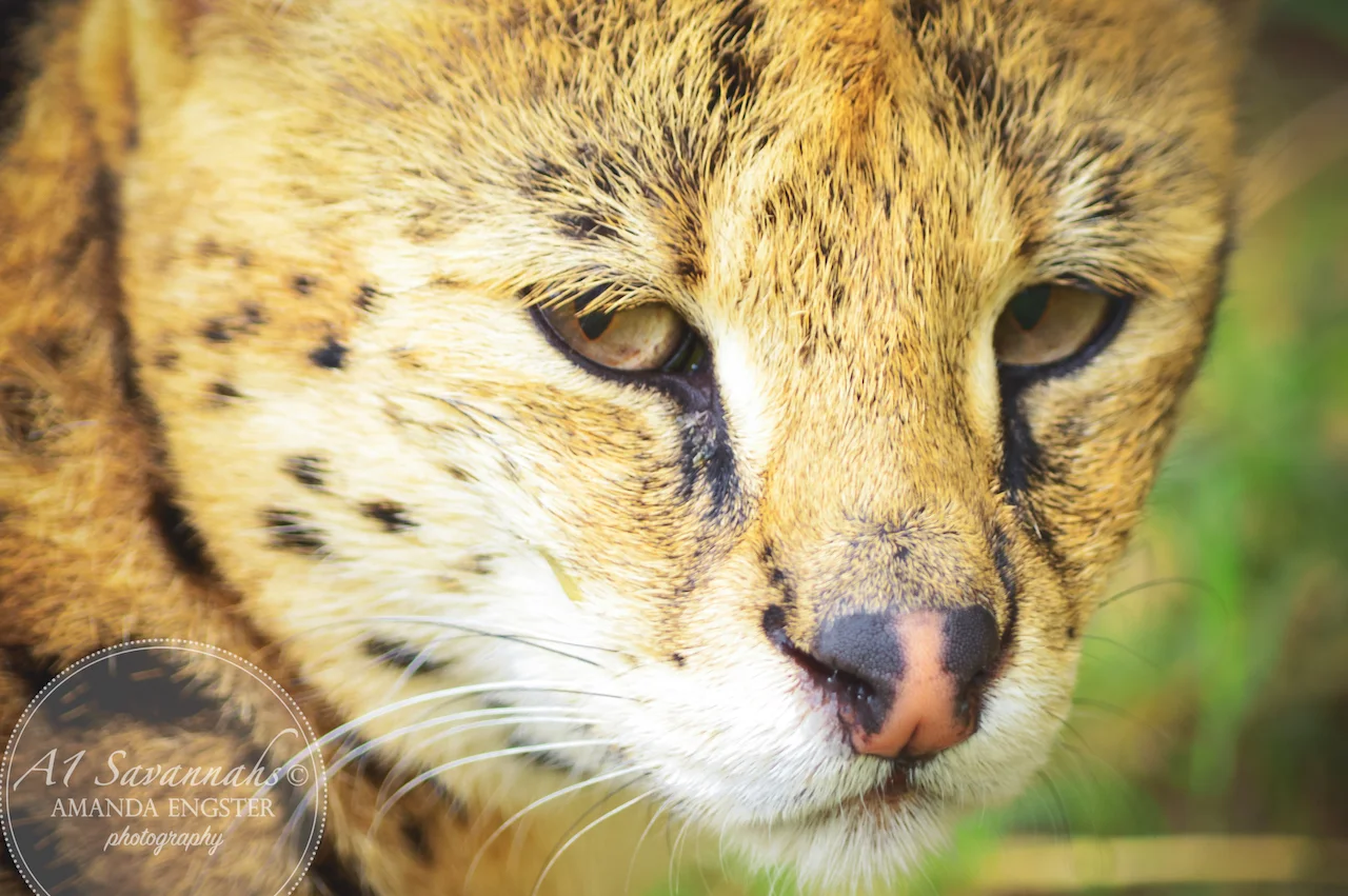 A1Savannahs Cheetah Male Serval Cat - Savannah Cats and Kittens For Sale 