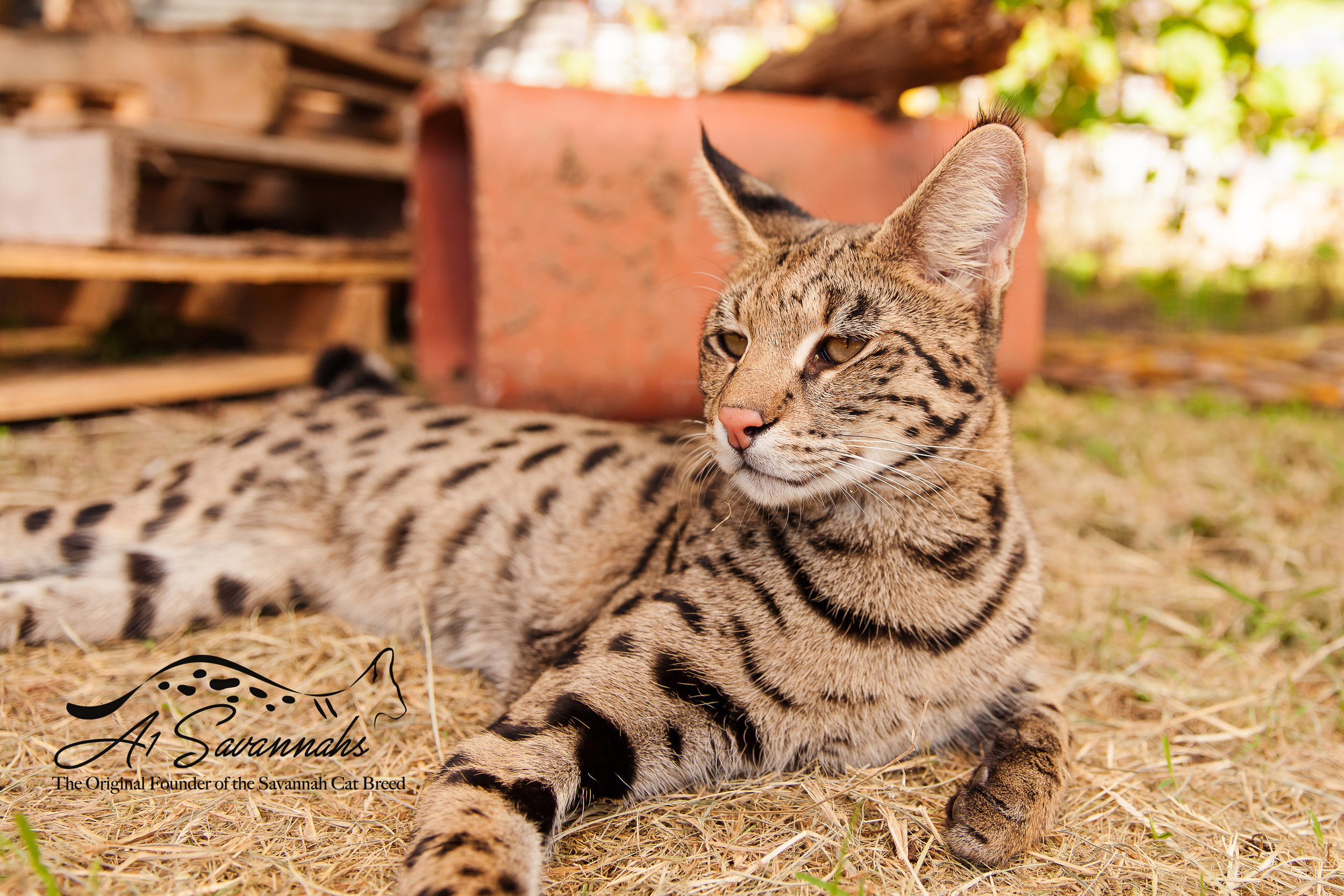 About Savannah Cats — A1 Savannahs