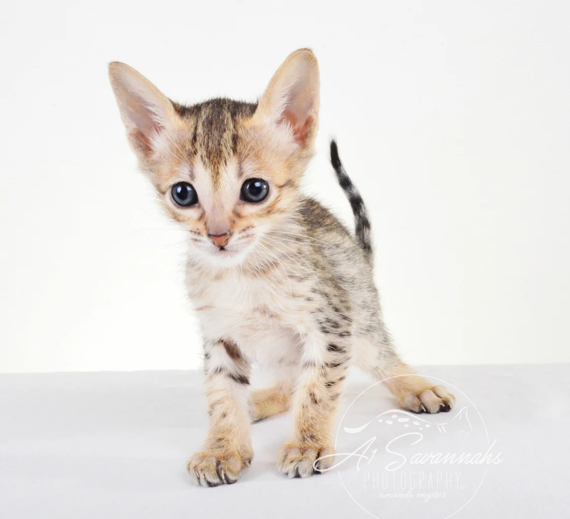 A1 Savannahs Chip (Theo) SBT Male Savannah Kitten