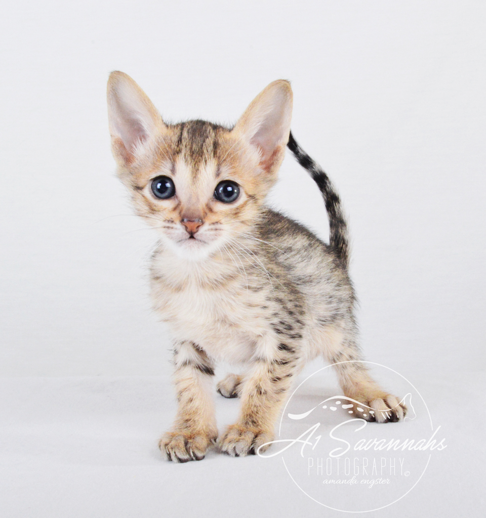 A1 Savannahs Chip (Theo) SBT Male Savannah Kitten