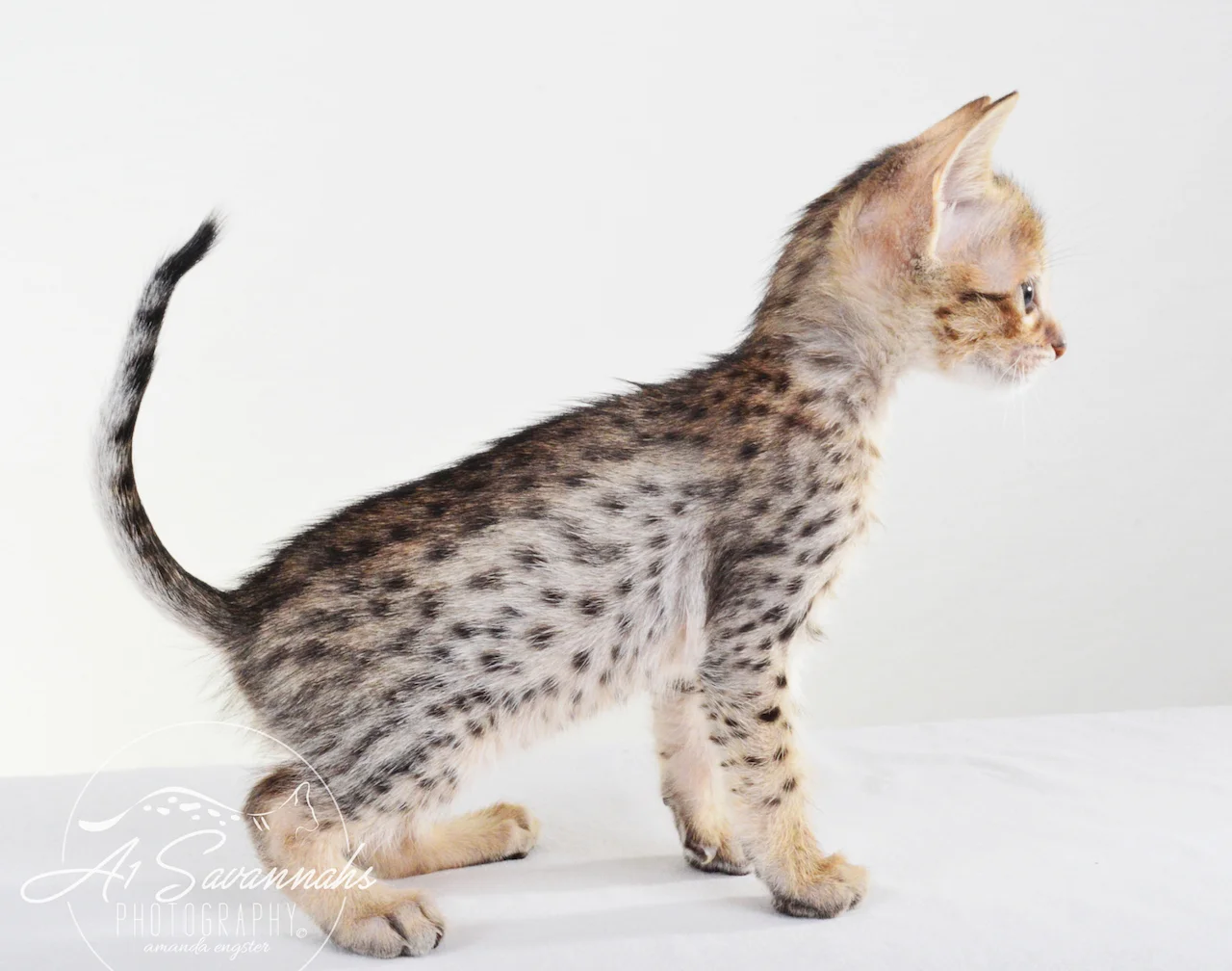 A1 Savannahs Chip (Theo) SBT Male Savannah Kitten