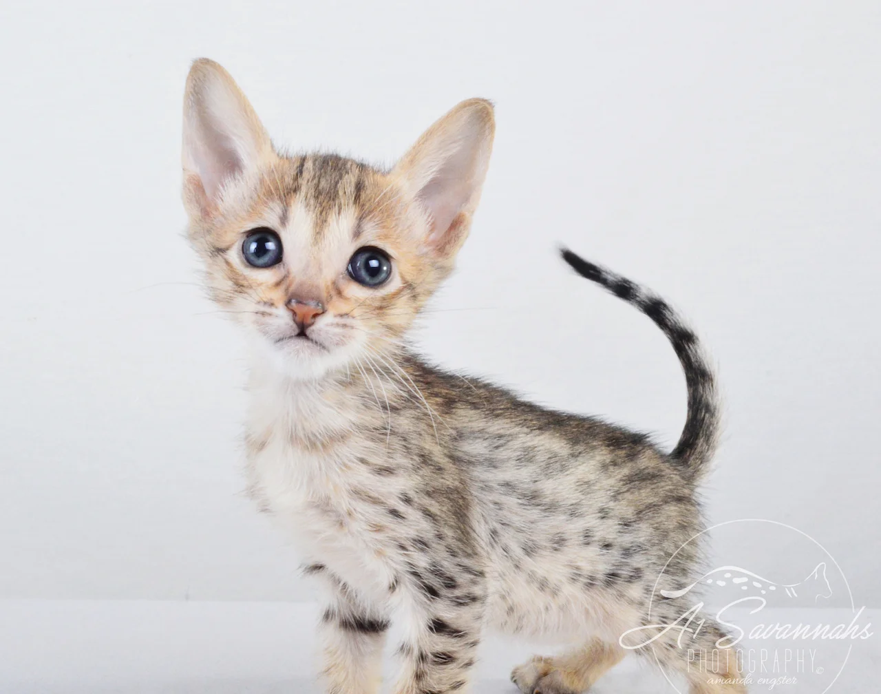A1 Savannahs Chip (Theo) SBT Male Savannah Kitten