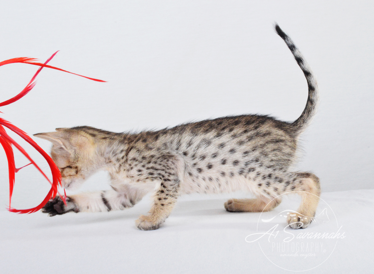A1 Savannahs Chip (Theo) SBT Male Savannah Kitten