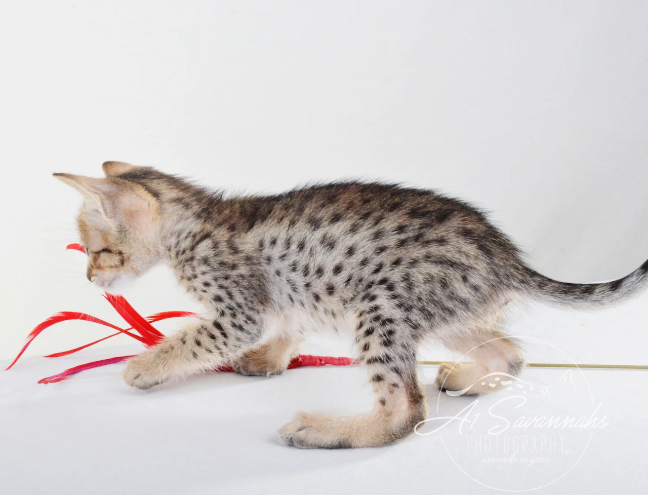 A1 Savannahs Chip (Theo) SBT Male Savannah Kitten