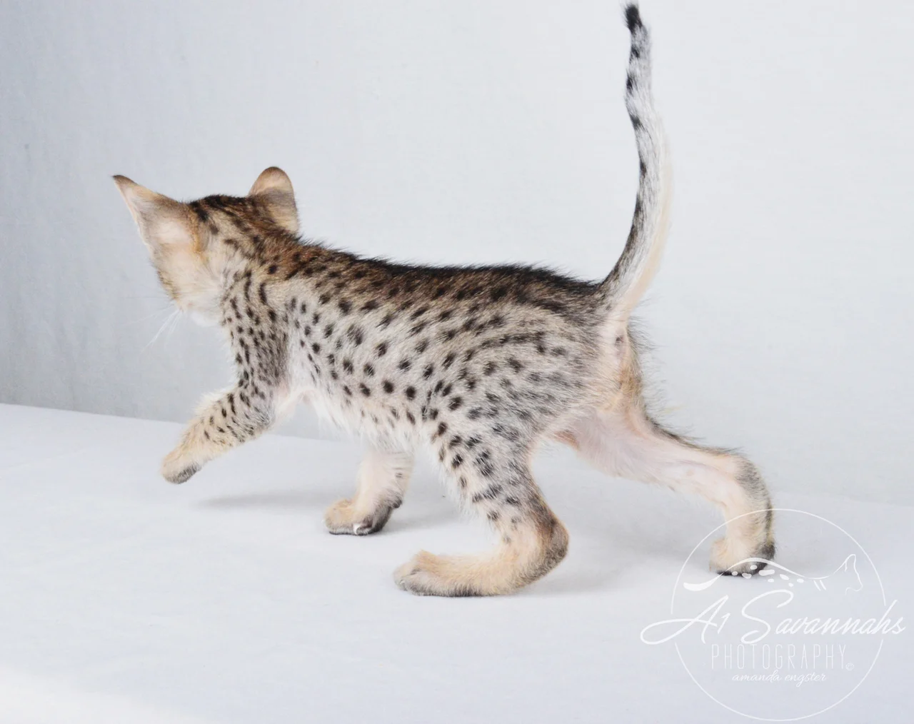 A1 Savannahs Chip (Theo) SBT Male Savannah Kitten