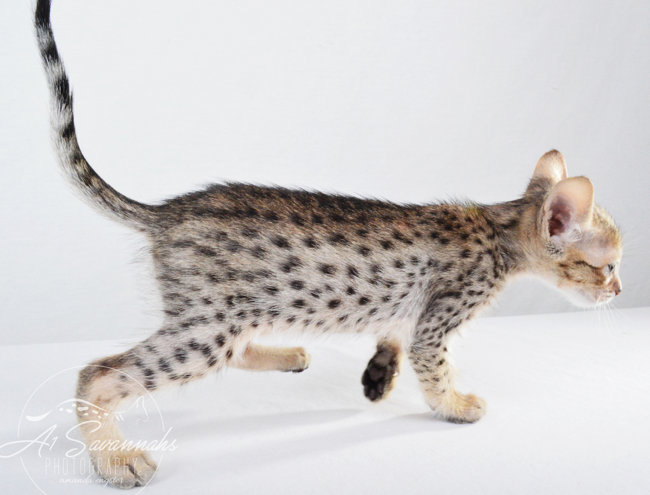A1 Savannahs Chip (Theo) SBT Male Savannah Kitten