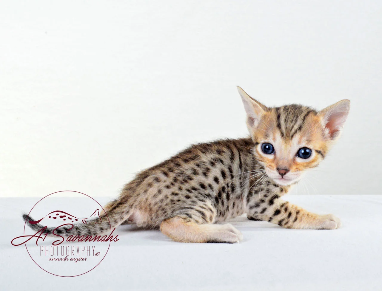 A1Savannahs SBT Female Kitten Sadie Posing for Photo Shoot 