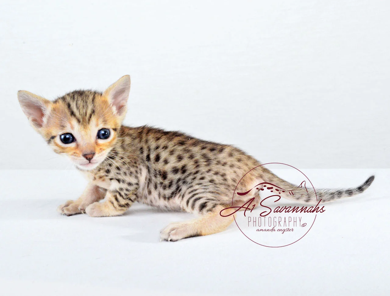 A1Savannahs SBT Female Savannah Kitten Sadie, Showing Off Her Distinct Markings 