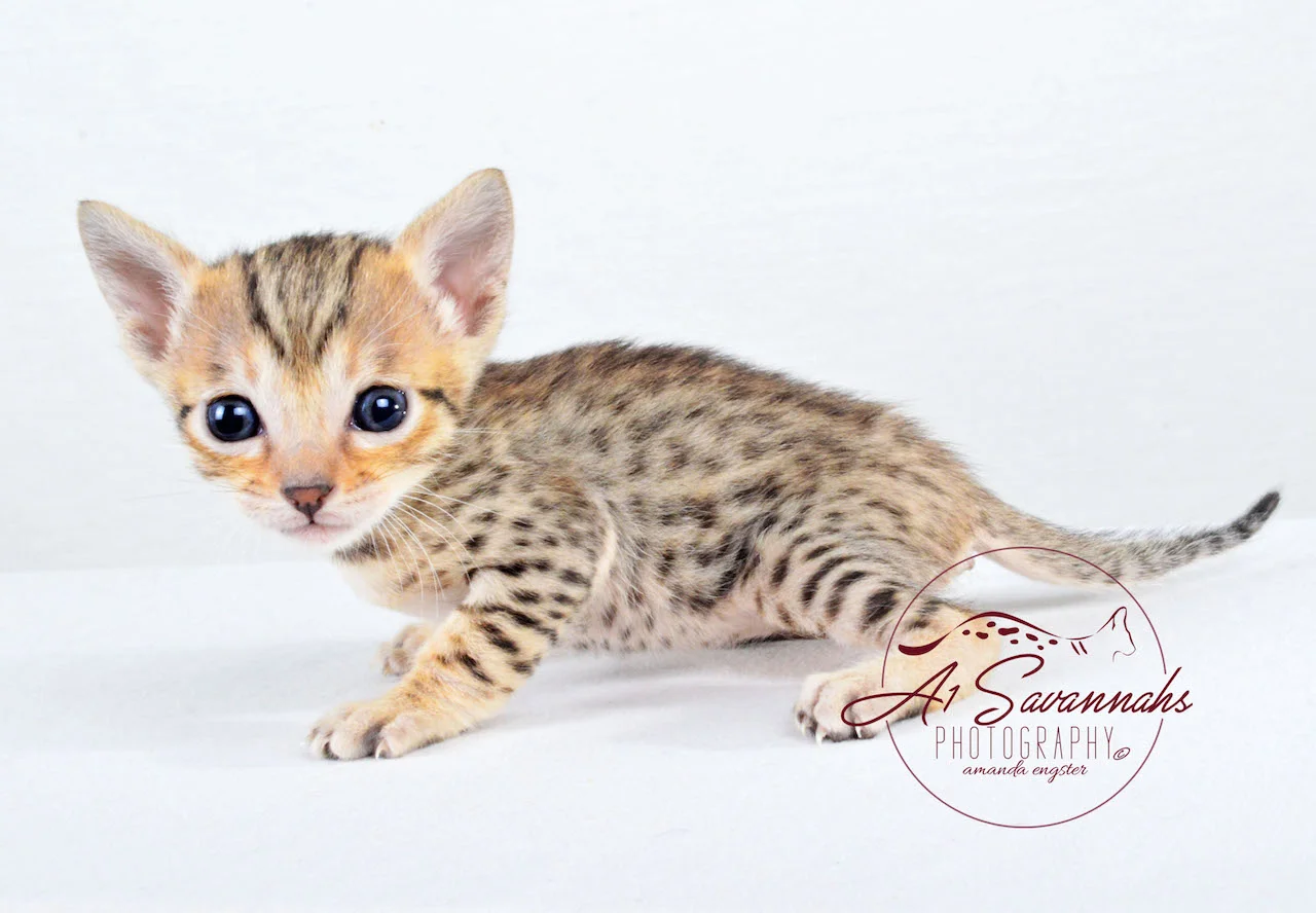 Sadie, a SBT Female Savannah Kitten from A1Savannahs