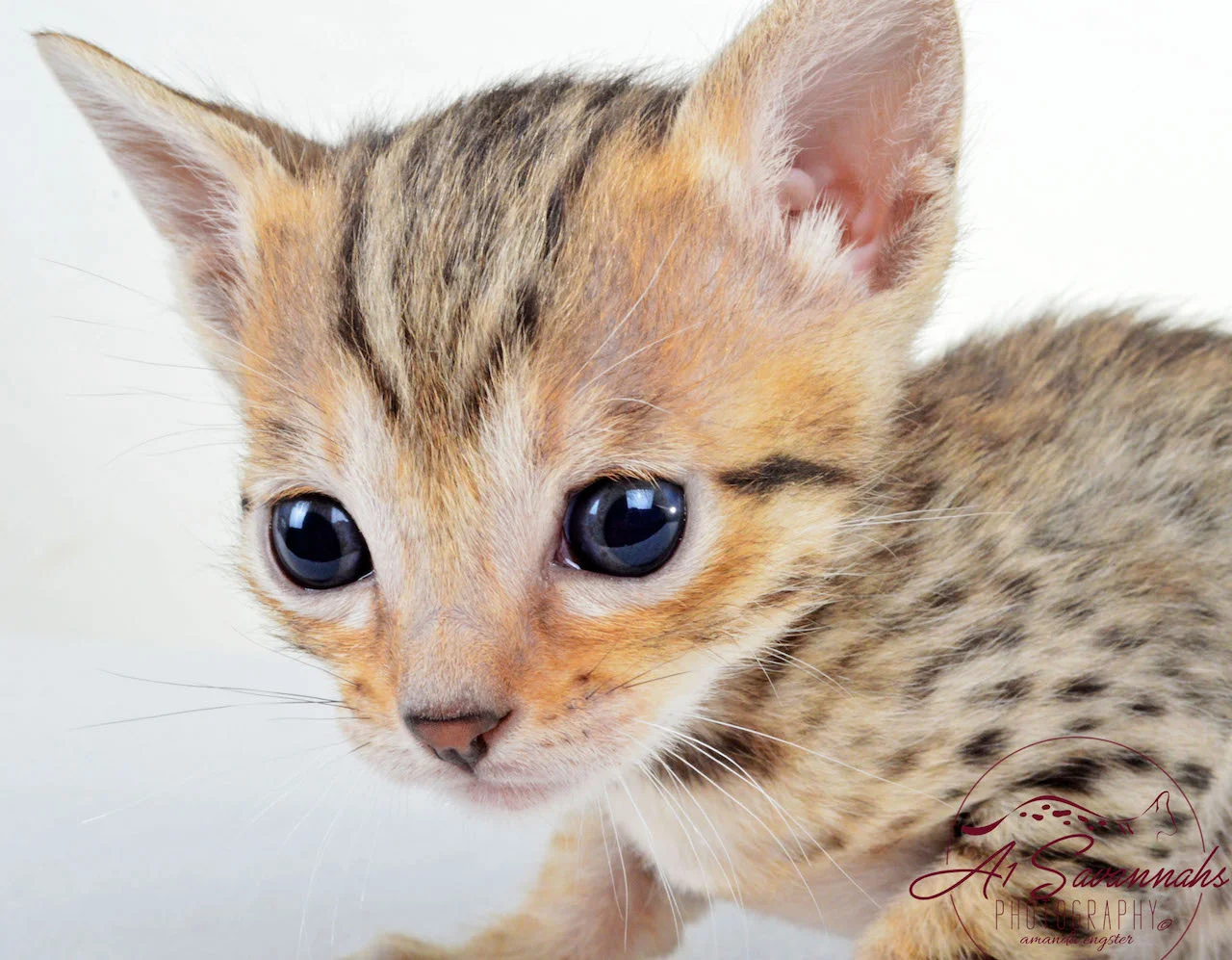 A1Savannahs SBT Female Savannah Kitten Sadie Has Dark Blue Eyes