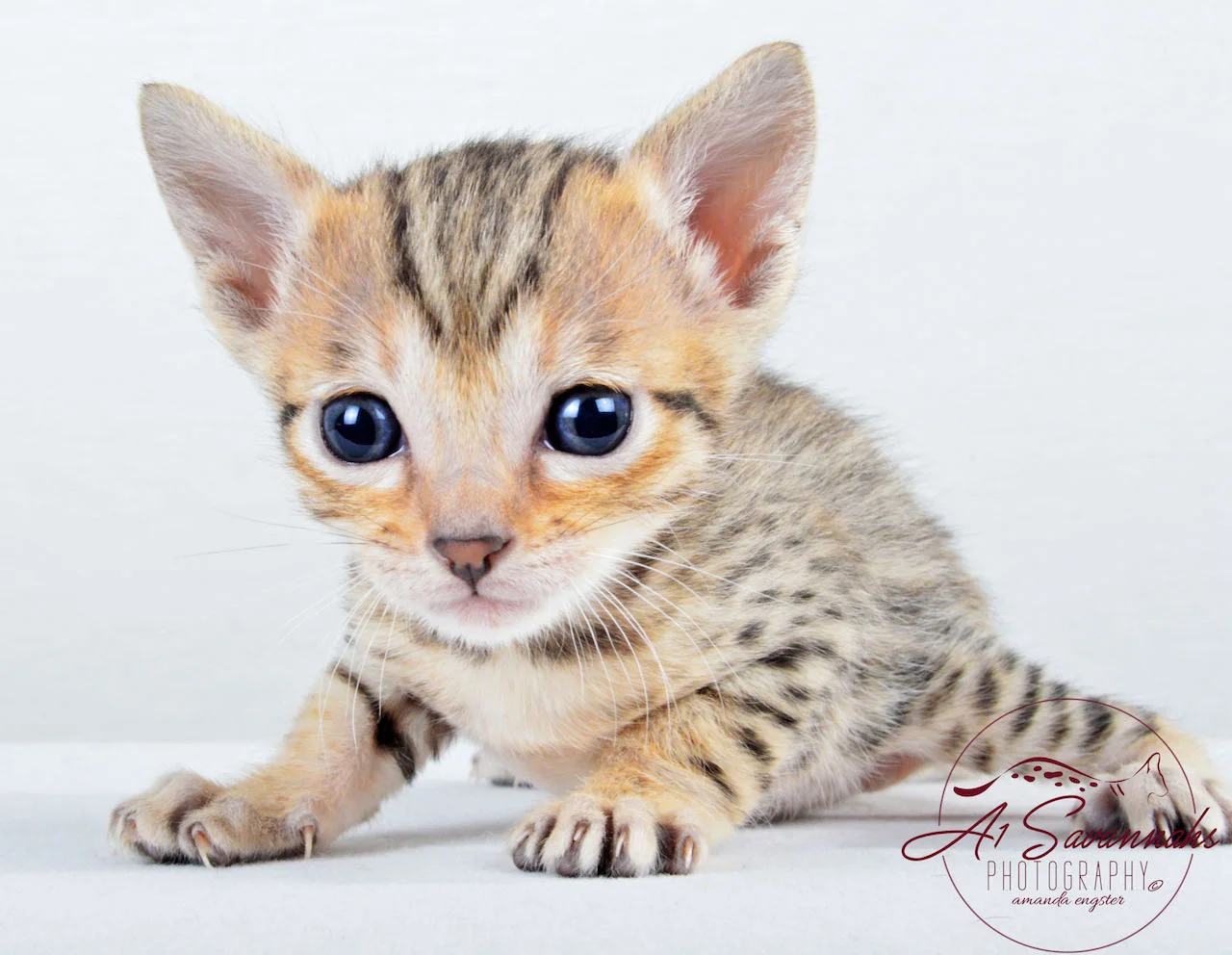 A1Savannahs Sadie SBT Female Savannah Kitten