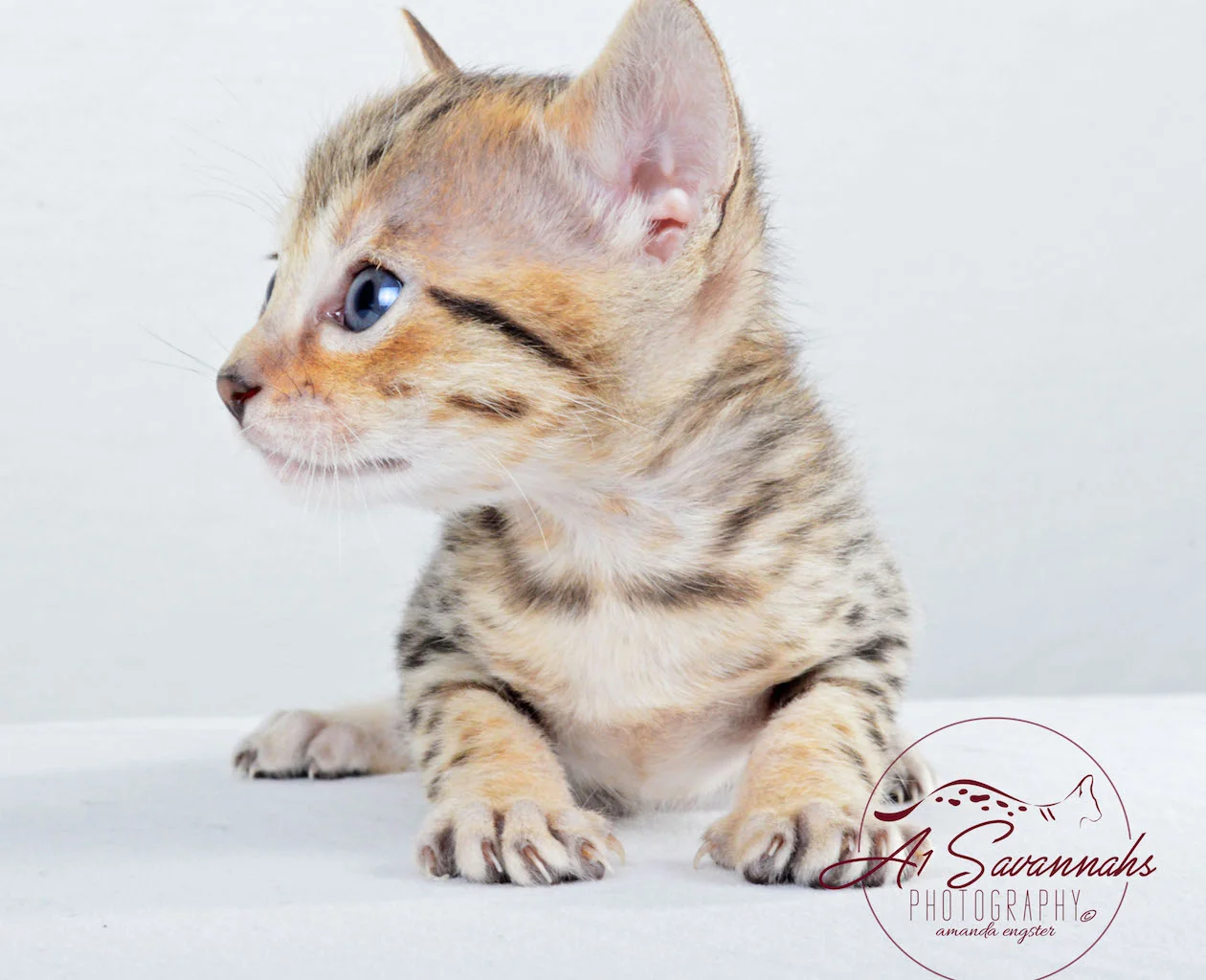 A1Savannahs Sadie SBT Female Savannah Kitten