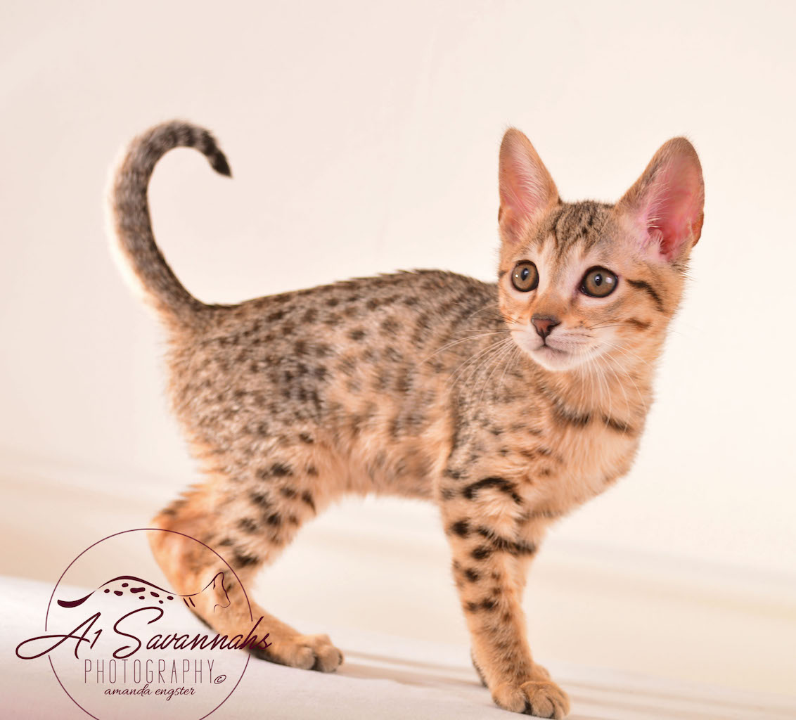 Sadie - A SBT Female Savannah Cat from A1 Savannahs in Ponca City, OK