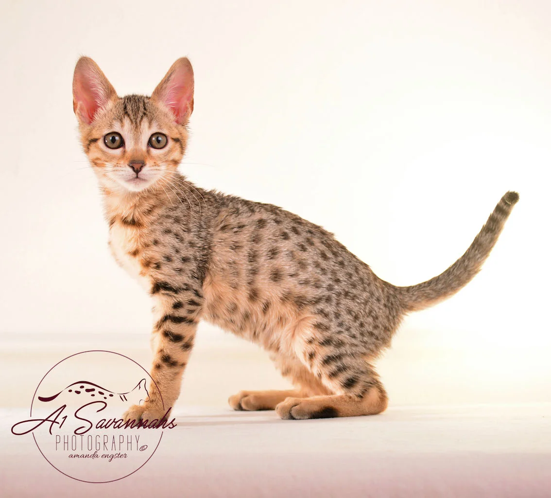Sadie is a Beautifully Spotted SBT Female Savannah Cat from A1Savannahs in Ponca City, Oklahoma
