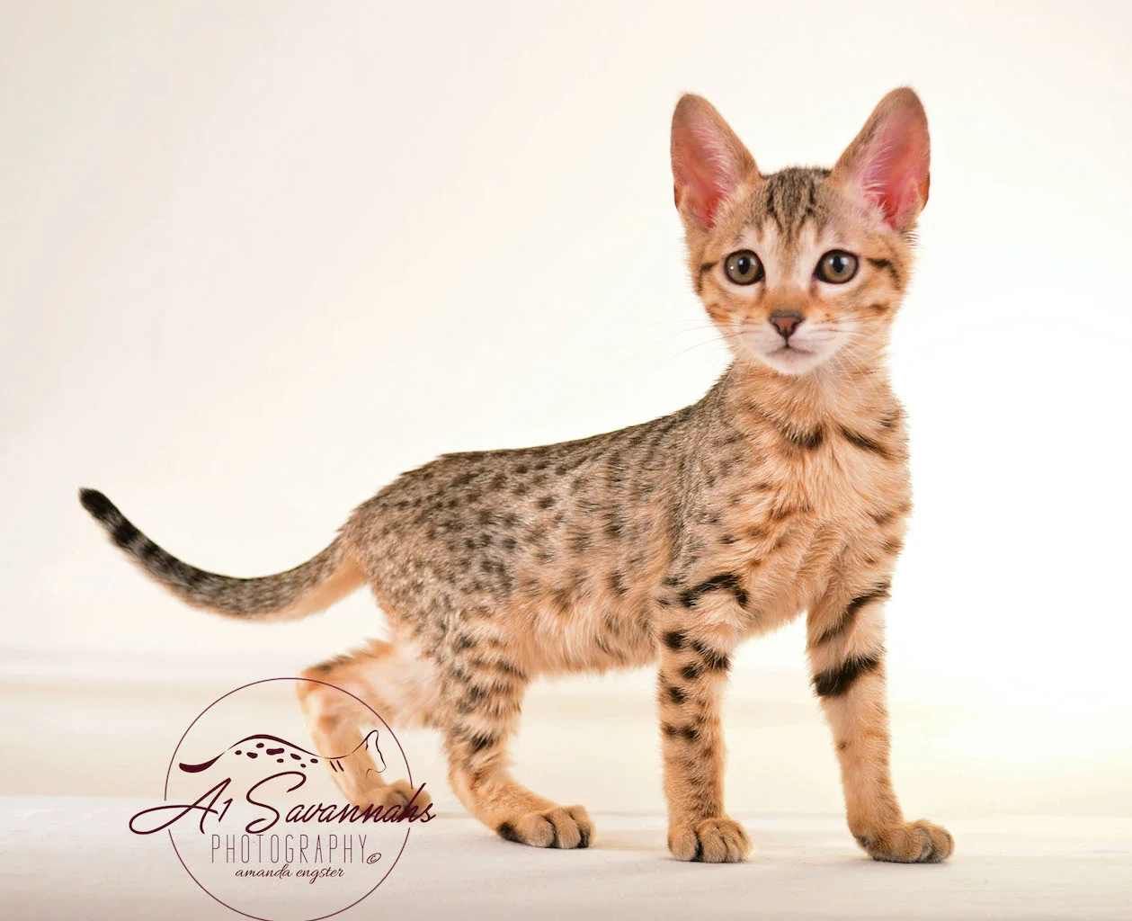 A1Savannah's SBT Female Savannah Cat Sadie poses for a picture showing off her unique spots