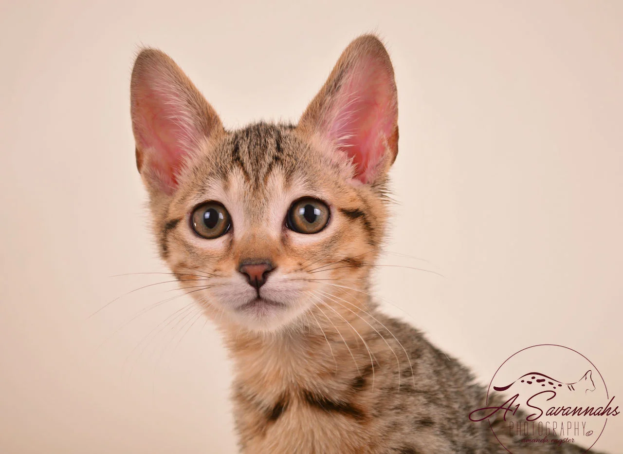 Sadie - SBT Female Savannah Cat From A1Savannahs