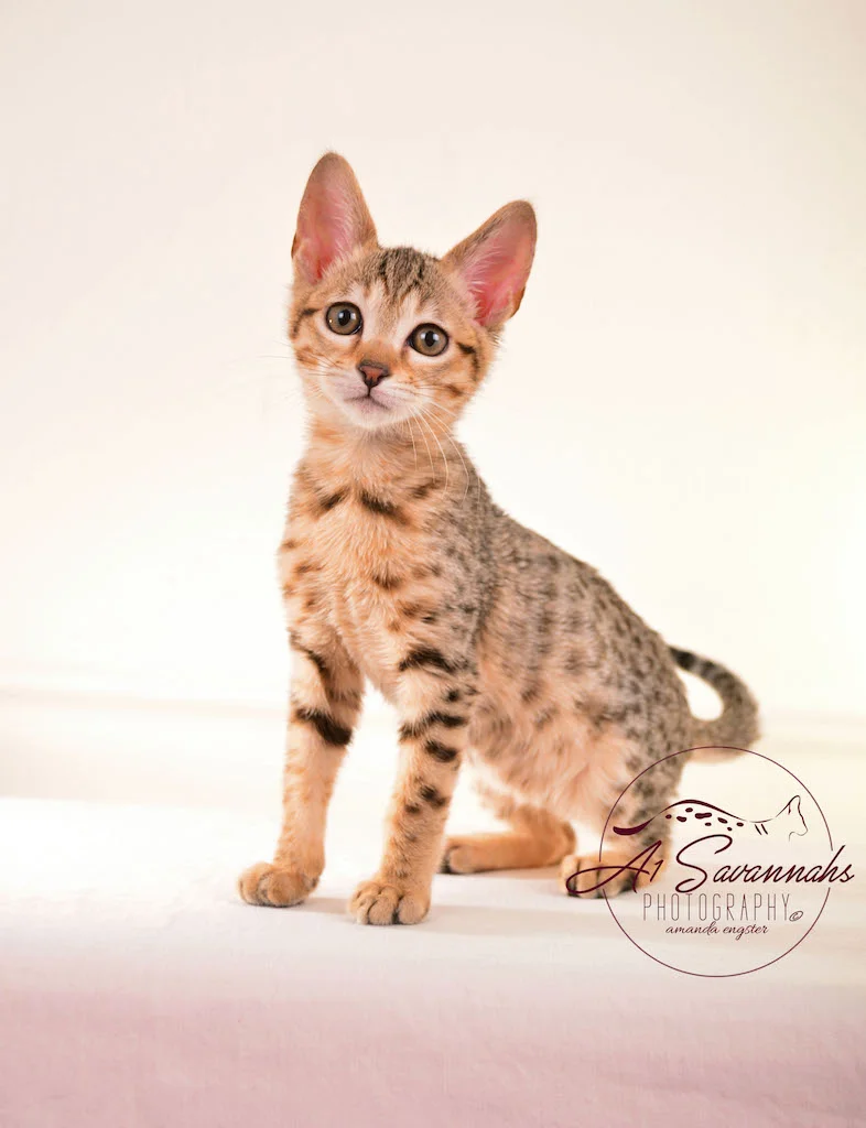 SBT Female Savannah Cat Sadie, From A1Savannahs in Ponca City, Oklahoma