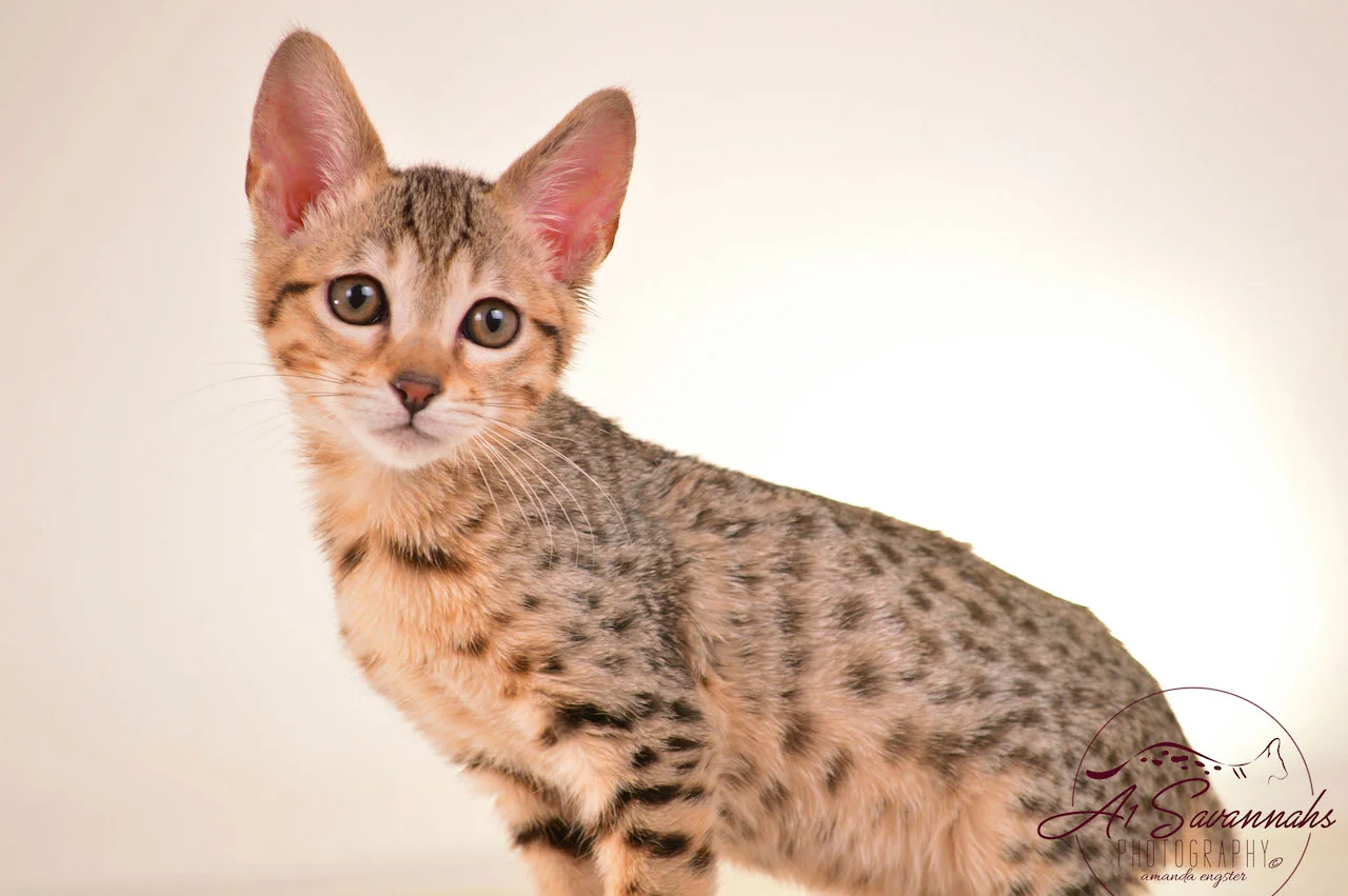 Sadie an SBT Female Savannah Kitten by A1 Savannahs, Ponca City, Oklahoma