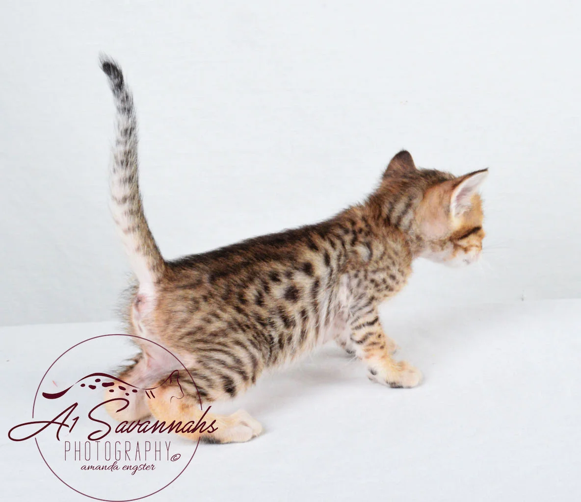 A1Savannahs Sophia SBT Female Savannah Kitten