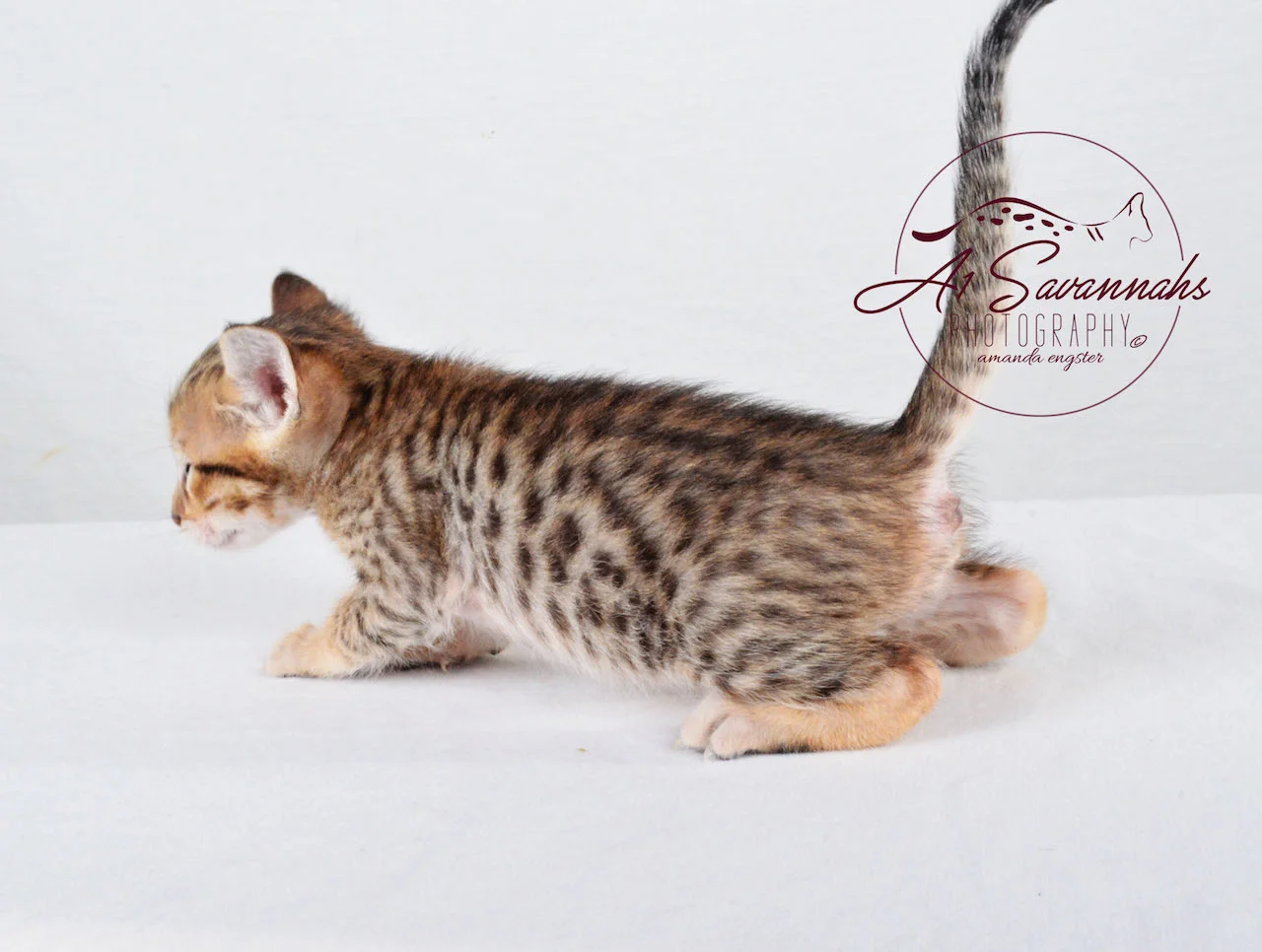 A1Savannahs Sophia SBT Female Savannah Kitten