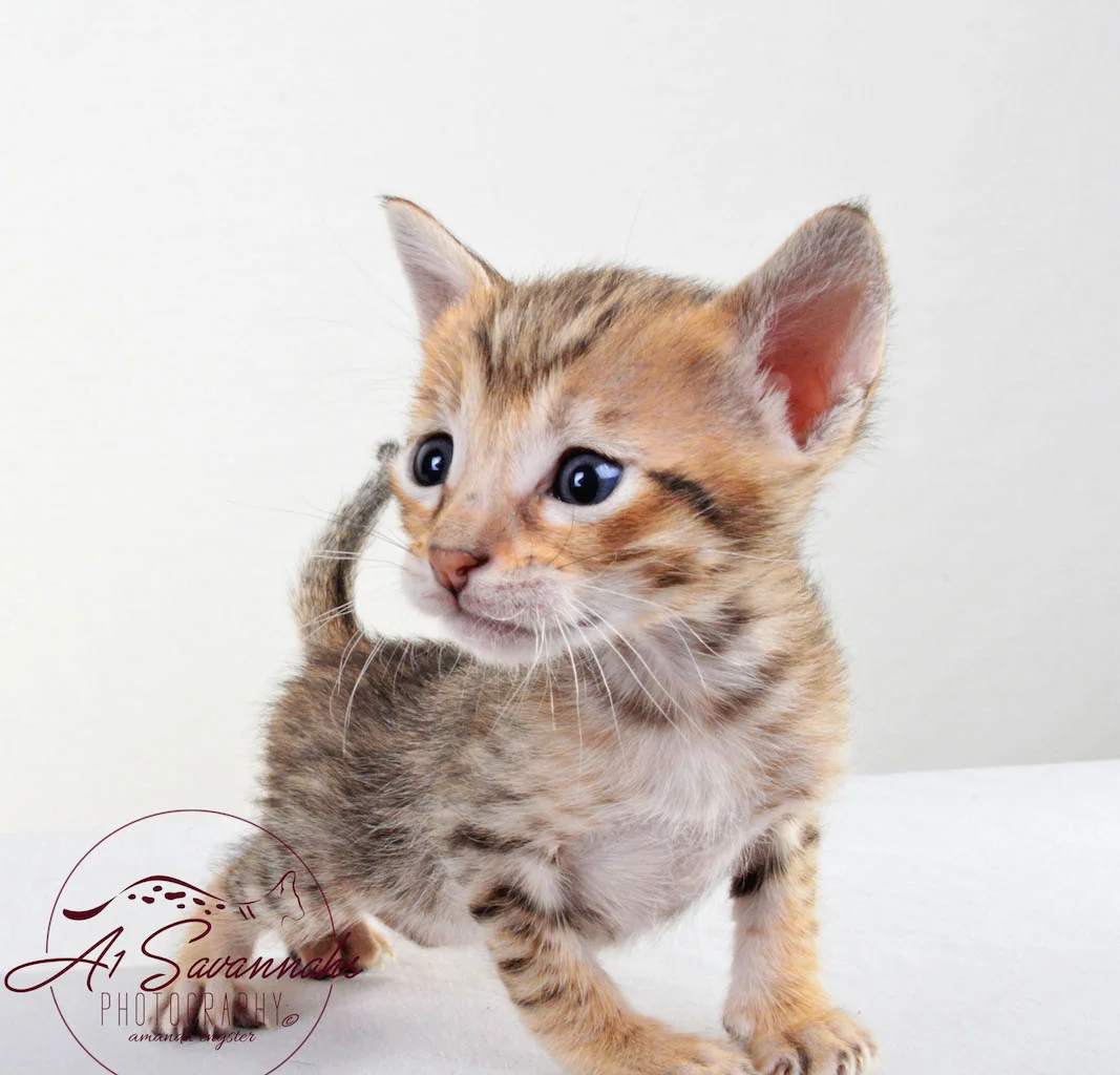 A1Savannahs Sophia SBT Female Savannah Kitten