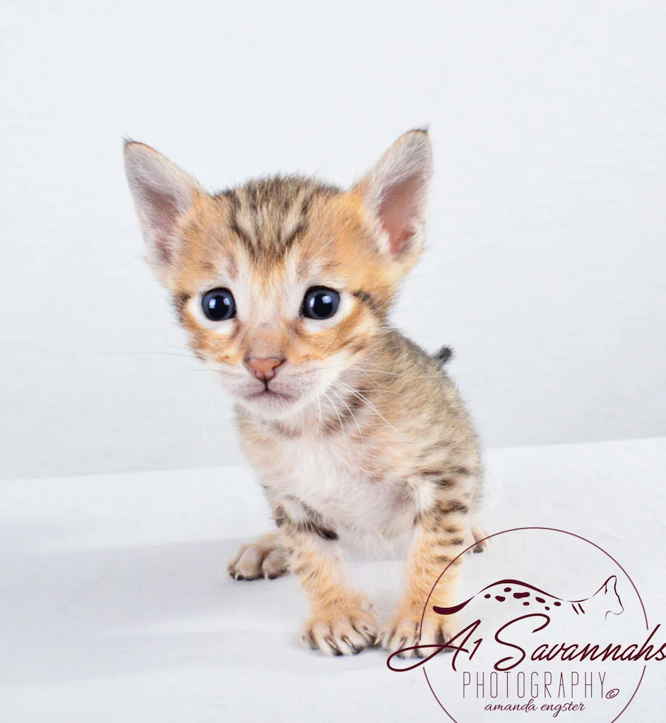 A1Savannahs Sophia SBT Female Savannah Kitten