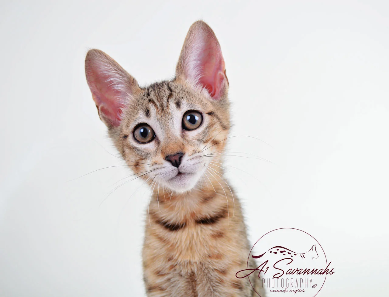 A1Savannahs Sophia SBT Female Savannah Kitten