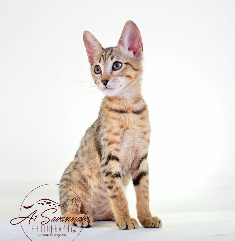 A1 Savannahs Sophia SBT FA1Savannahs Sophia SBT Female Savannah Kittenemale Savannah Kitten