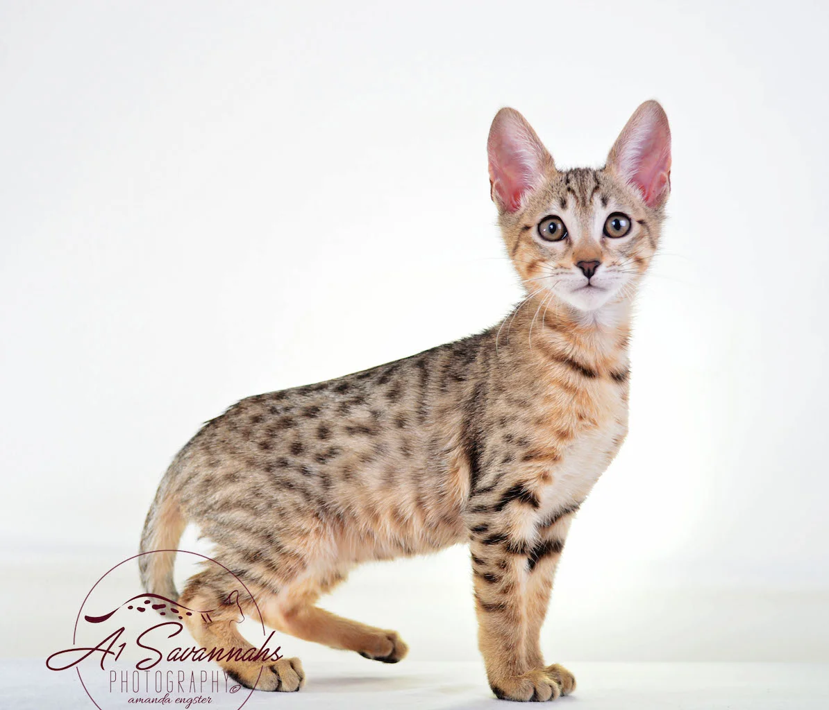 A1Savannahs Sophia SBT Female Savannah Kitten