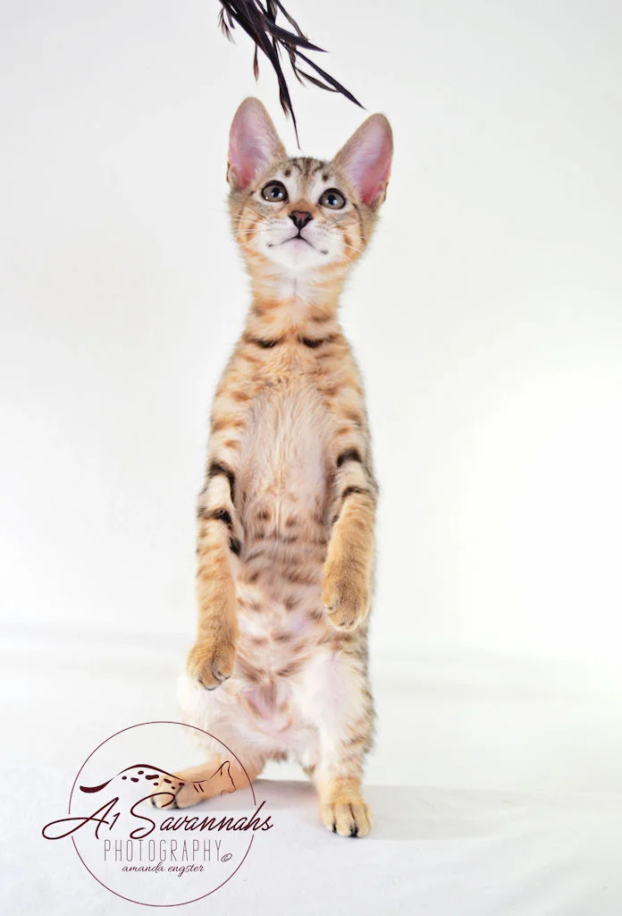 A1Savannahs Sophia SBT Female Savannah Kitten