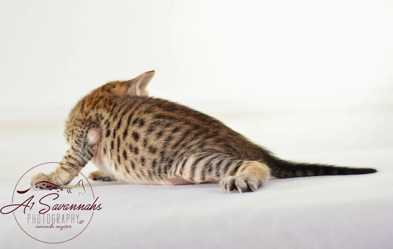 A1Savannahs Mae SBT Savannah Female