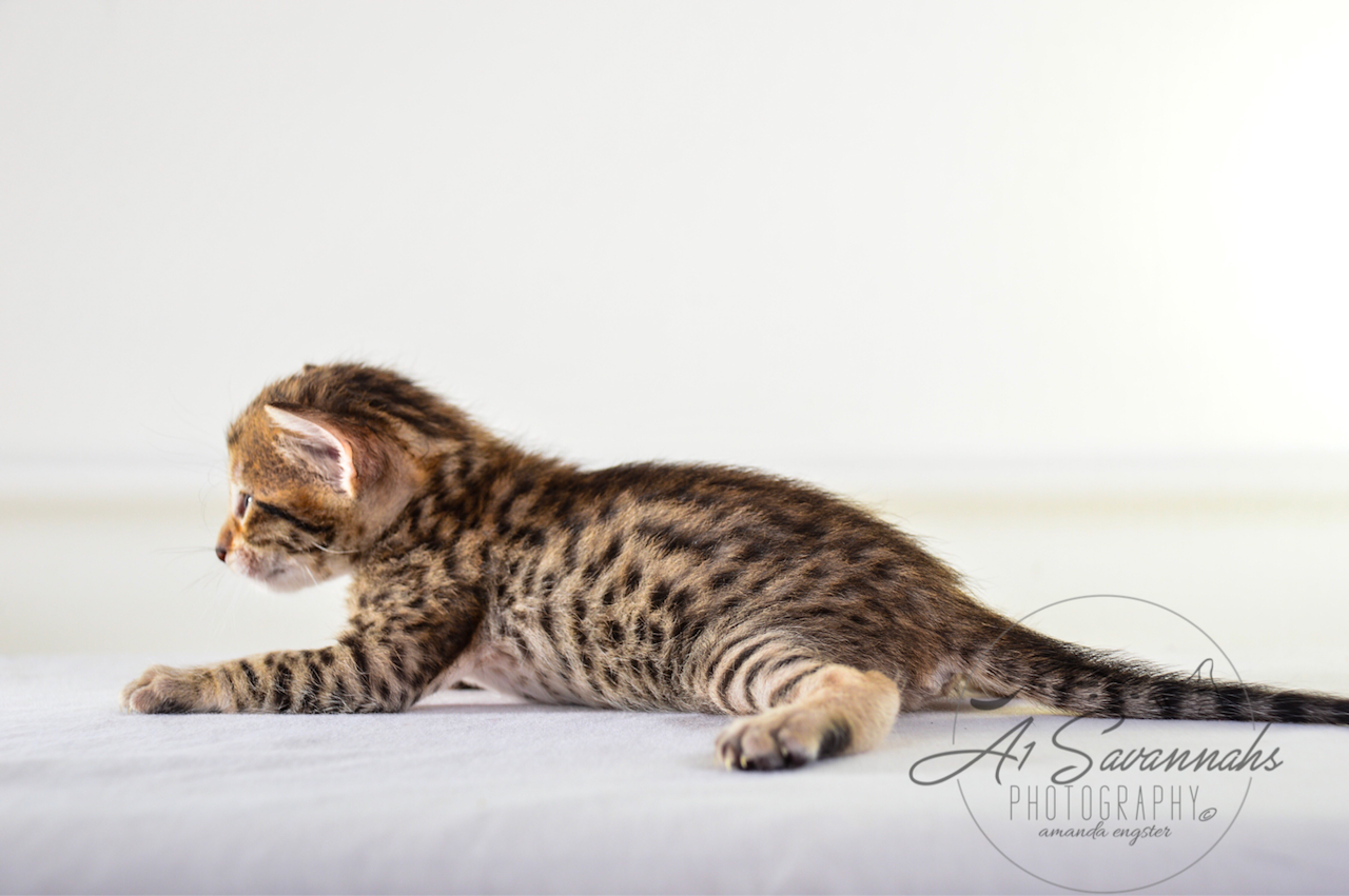 A1 Savannahs SBT Female Marissa