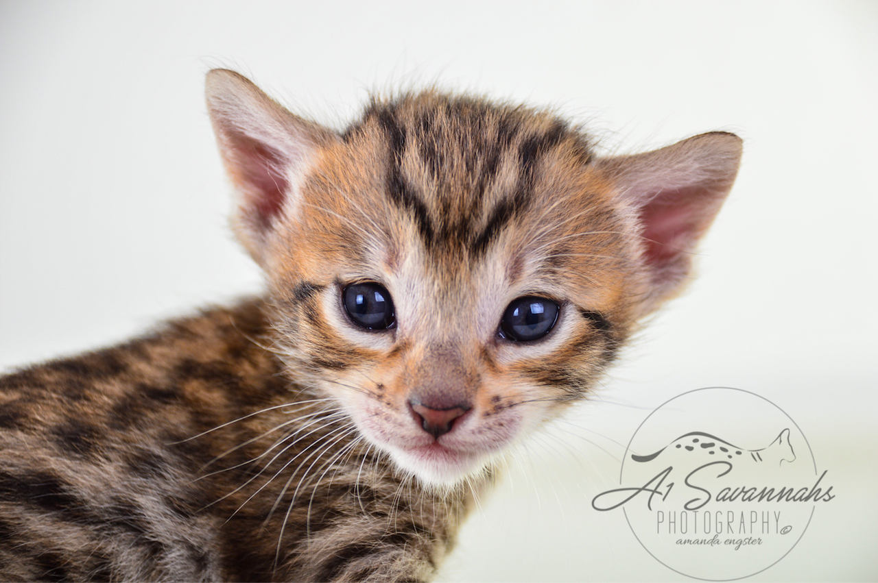 A1 Savannahs SBT Female Marissa