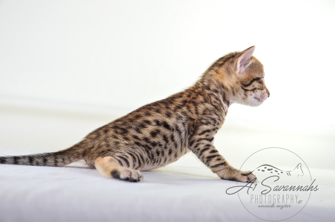 A1 Savannahs SBT Female Marissa