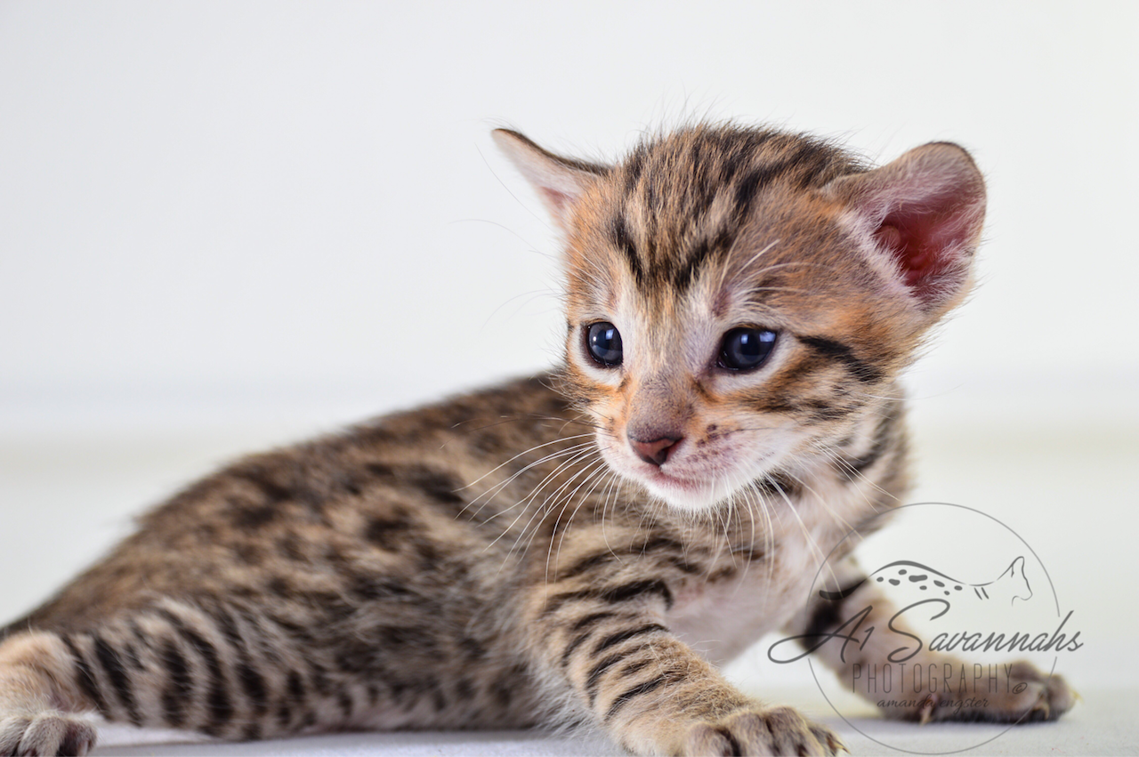 A1 Savannahs SBT Female Marissa