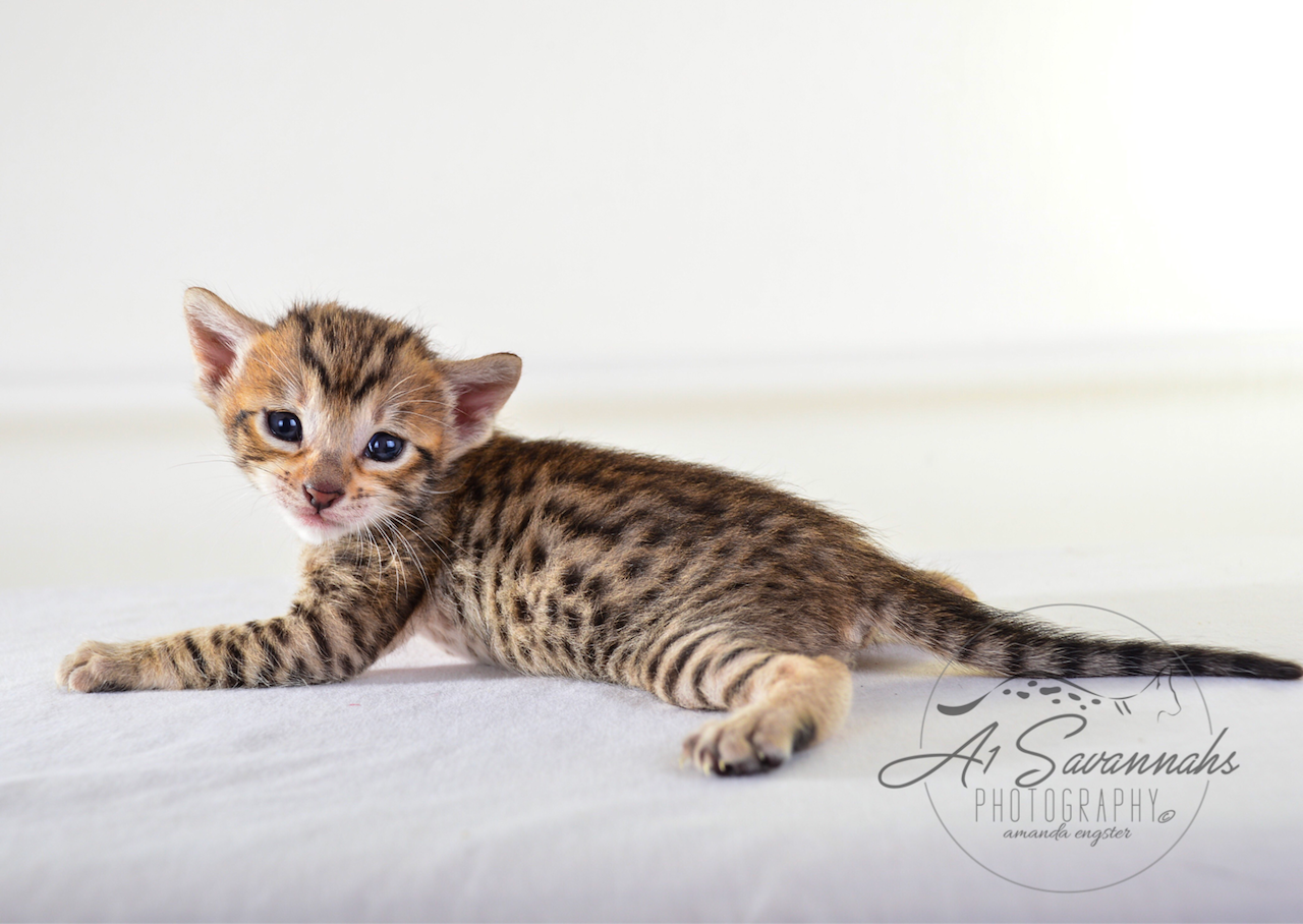 A1 Savannahs SBT Female Marissa