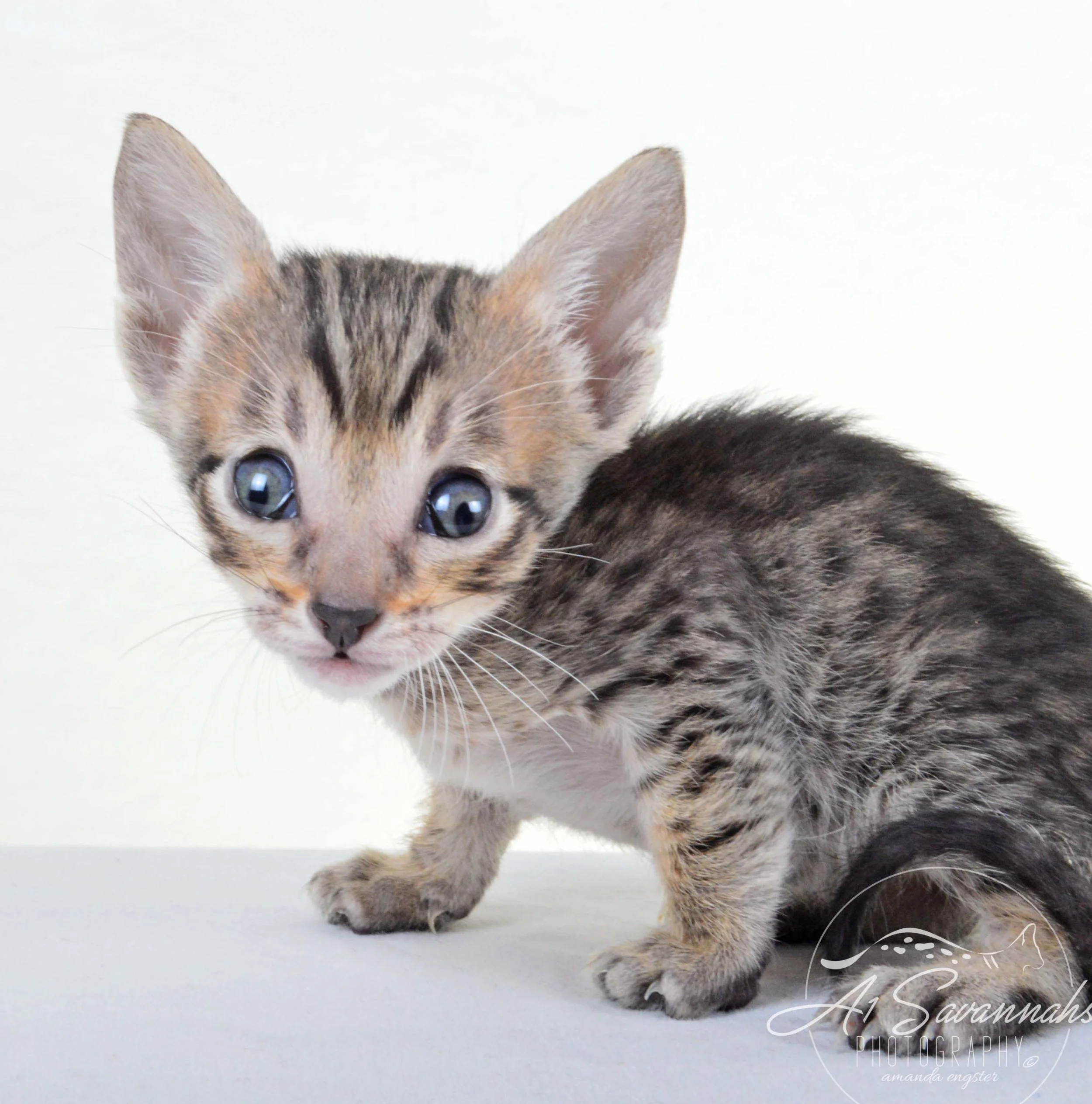 A1 Savannahs F5 Male Kuper