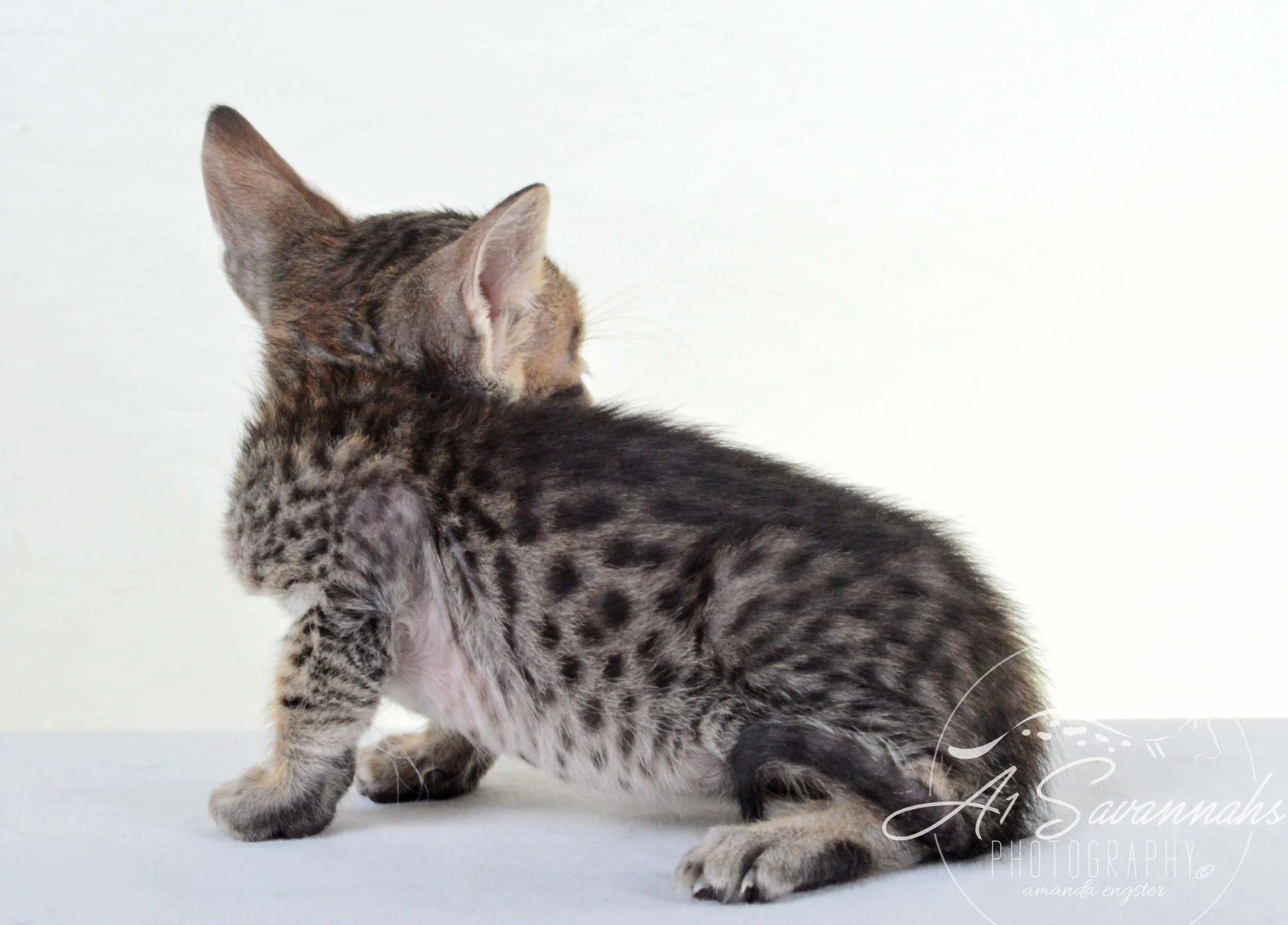 A1 Savannahs F5 Male Kuper