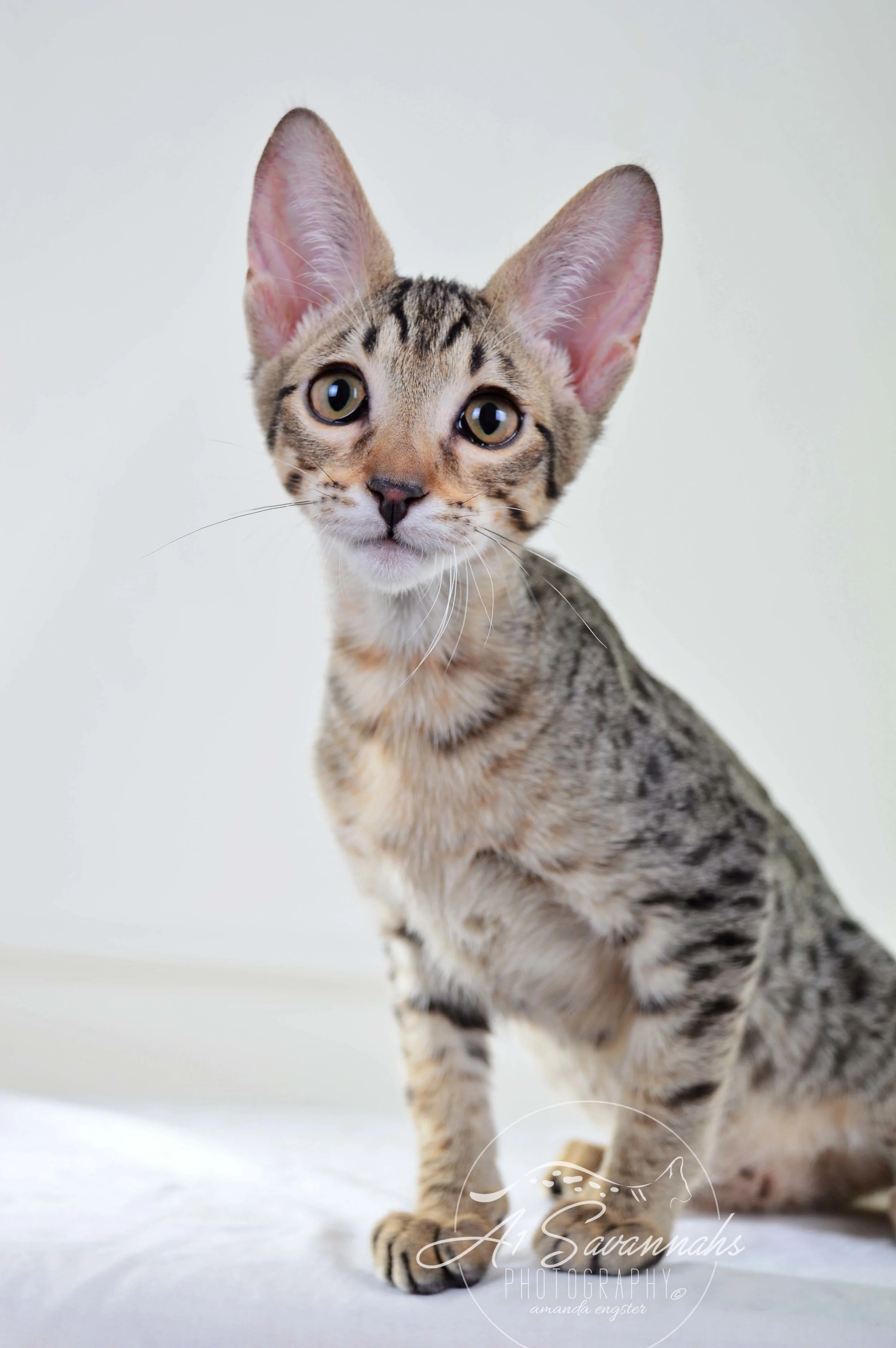 A1 Savannahs F5 Male Kuper