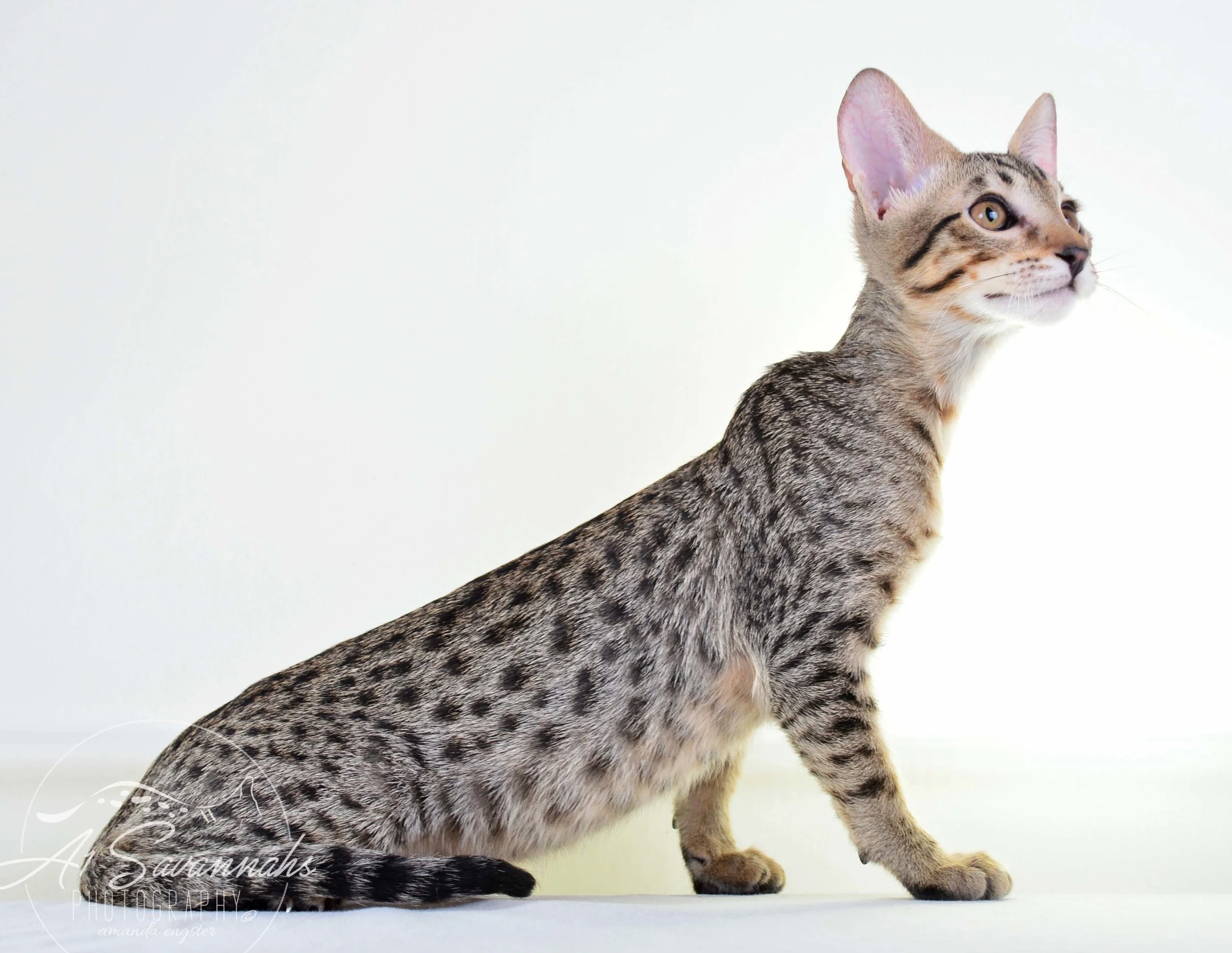 A1 Savannahs F5 Male Kuper