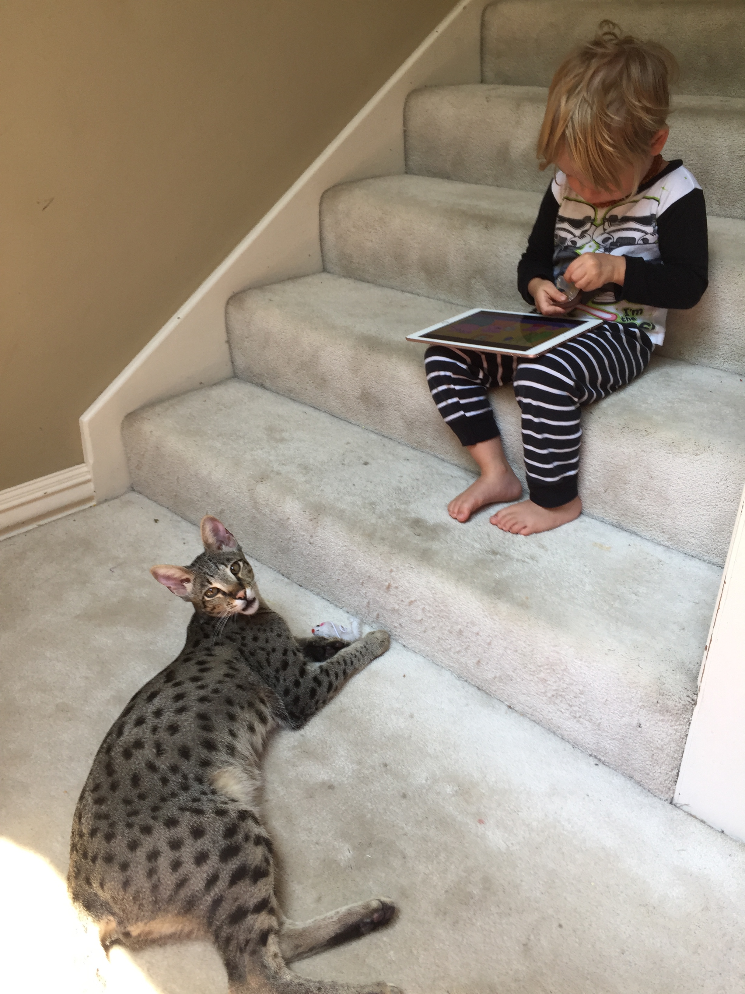 Lukas the F2 savannah is watching little brother work on his iPad