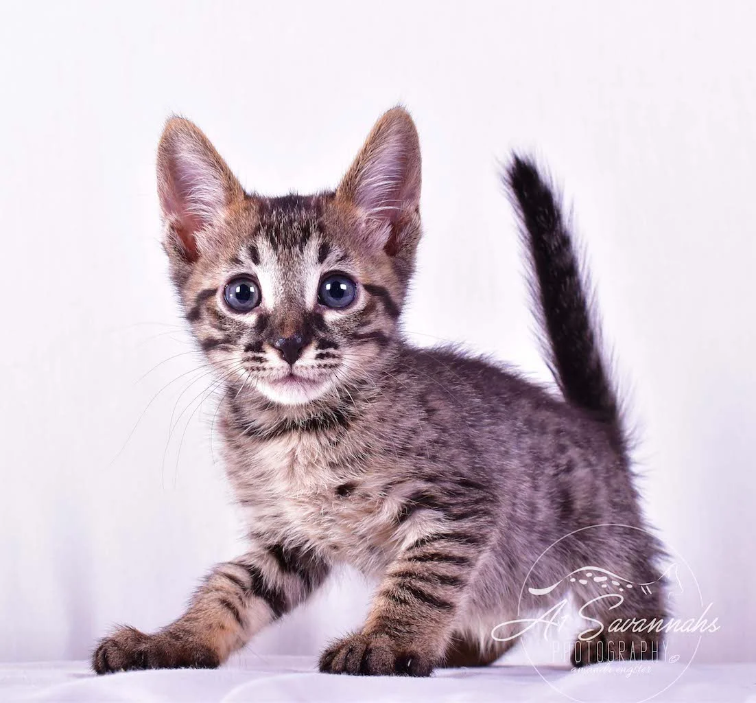 A1 Savannahs Ryder SBT Male Savannah Kitten