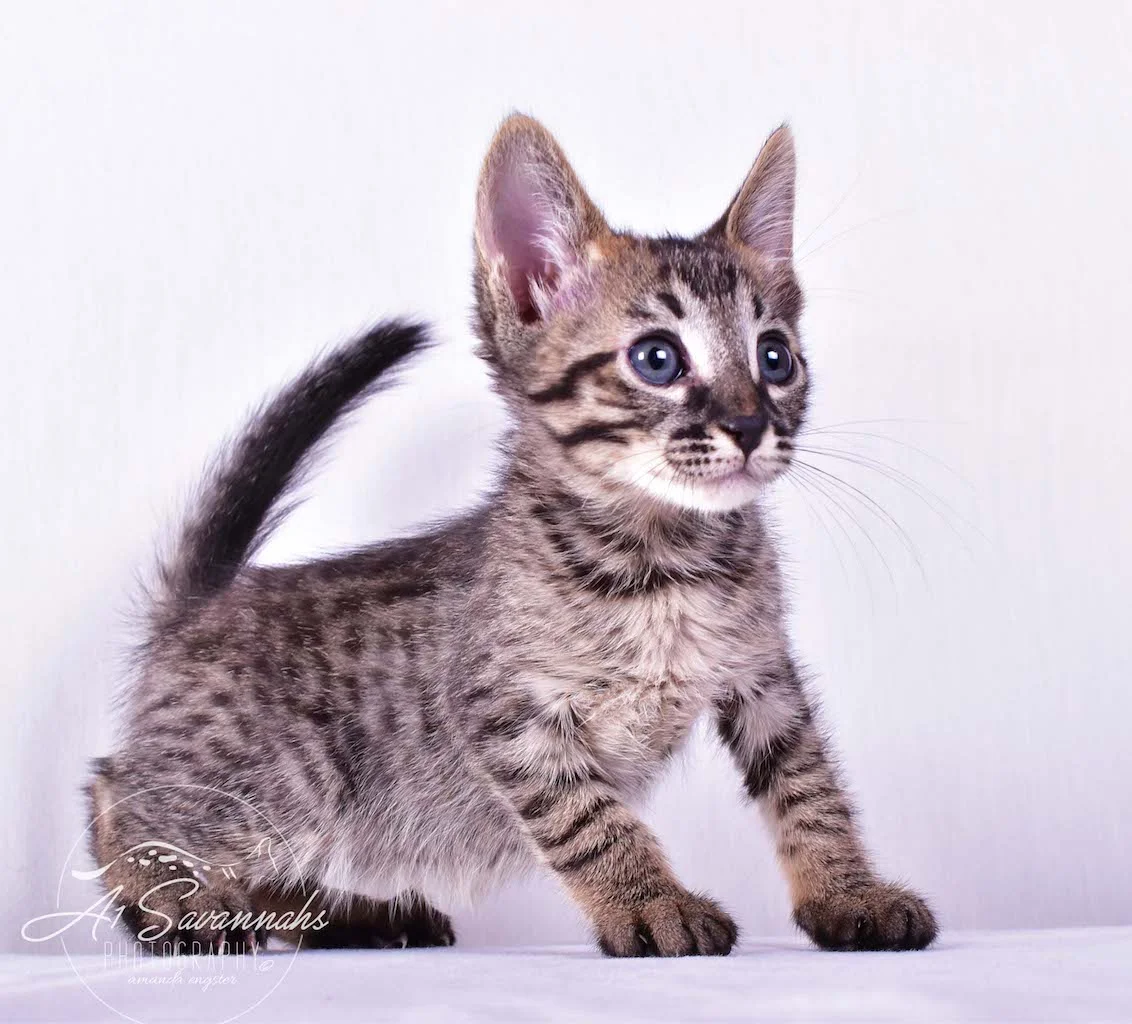 A1 Savannahs Ryder SBT Male Savannah Kitten