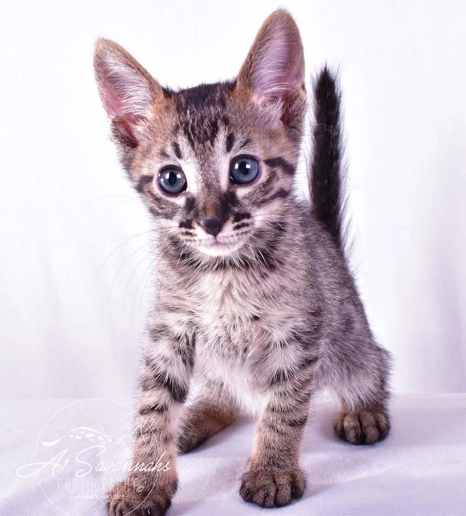 A1 Savannahs Ryder SBT Male Savannah Kitten