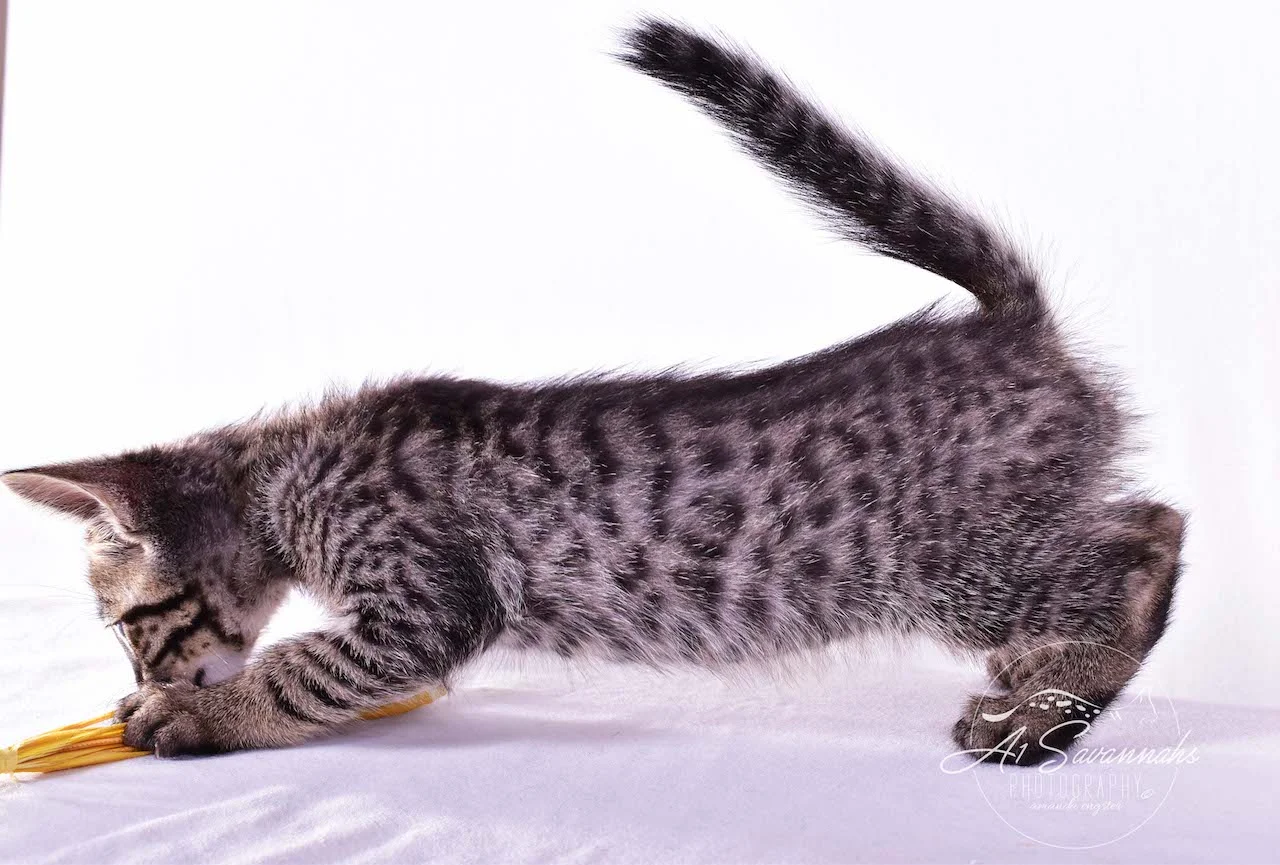 A1 Savannahs Ryder SBT Male Savannah Kitten