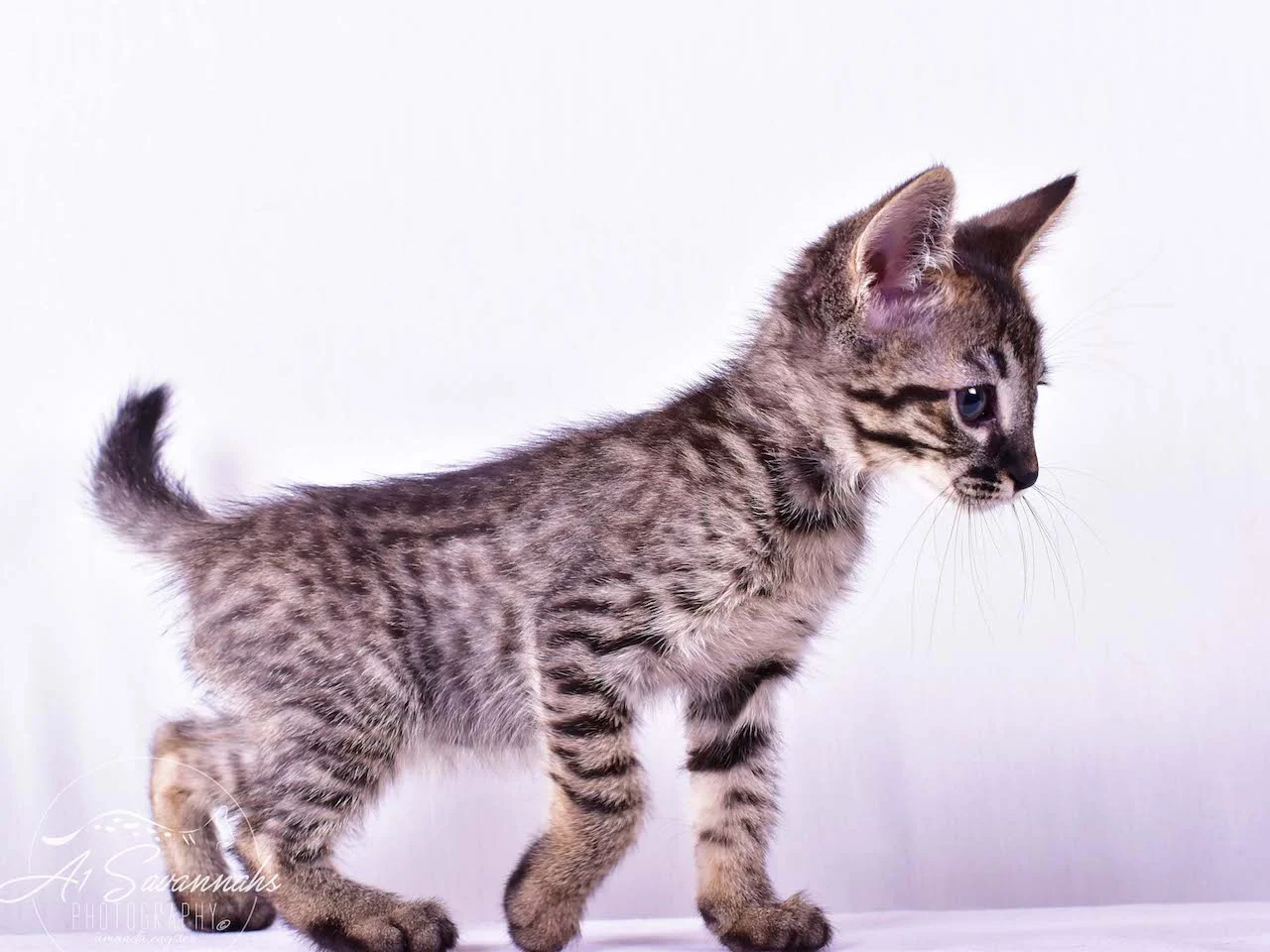 A1 Savannahs Ryder SBT Male Savannah Kitten