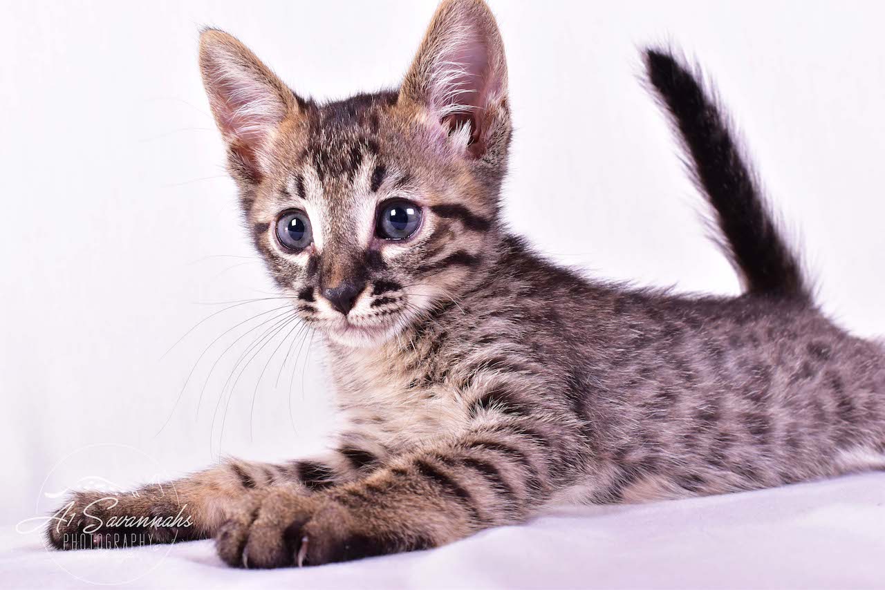 A1 Savannahs Ryder SBT Male Savannah Kitten